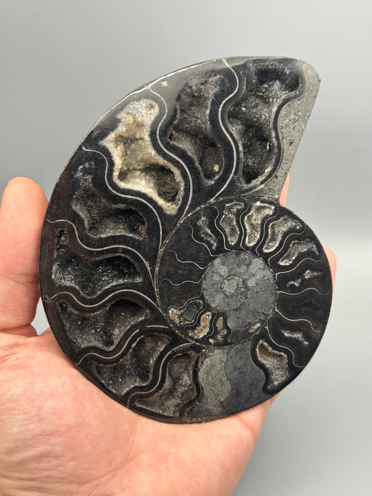 •BLACK AMMONITE• medium pyritized fossil pair (sold individually)