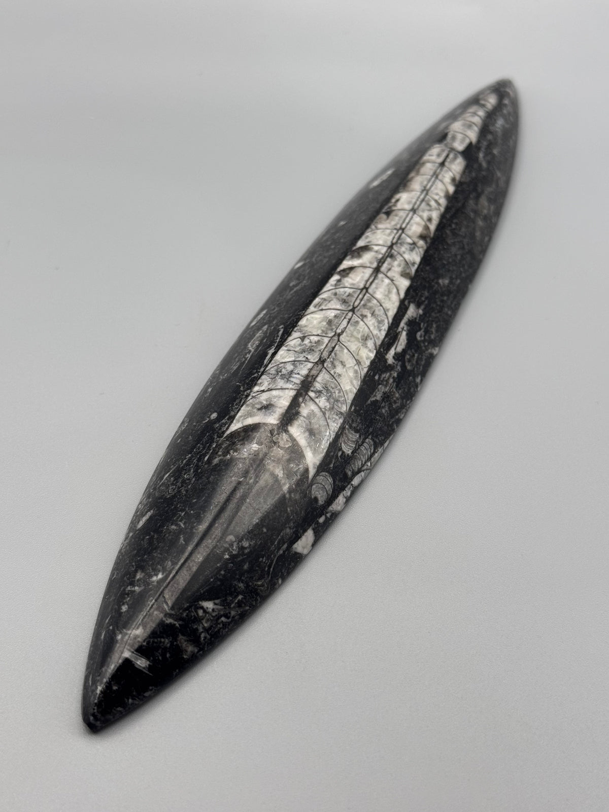 •ORTHOCERAS• fossilized stone slab