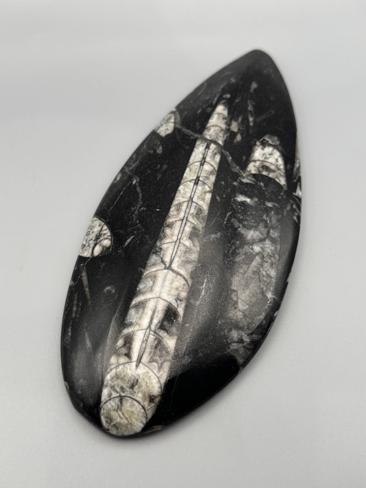 •ORTHOCERAS• fossilized stone slab