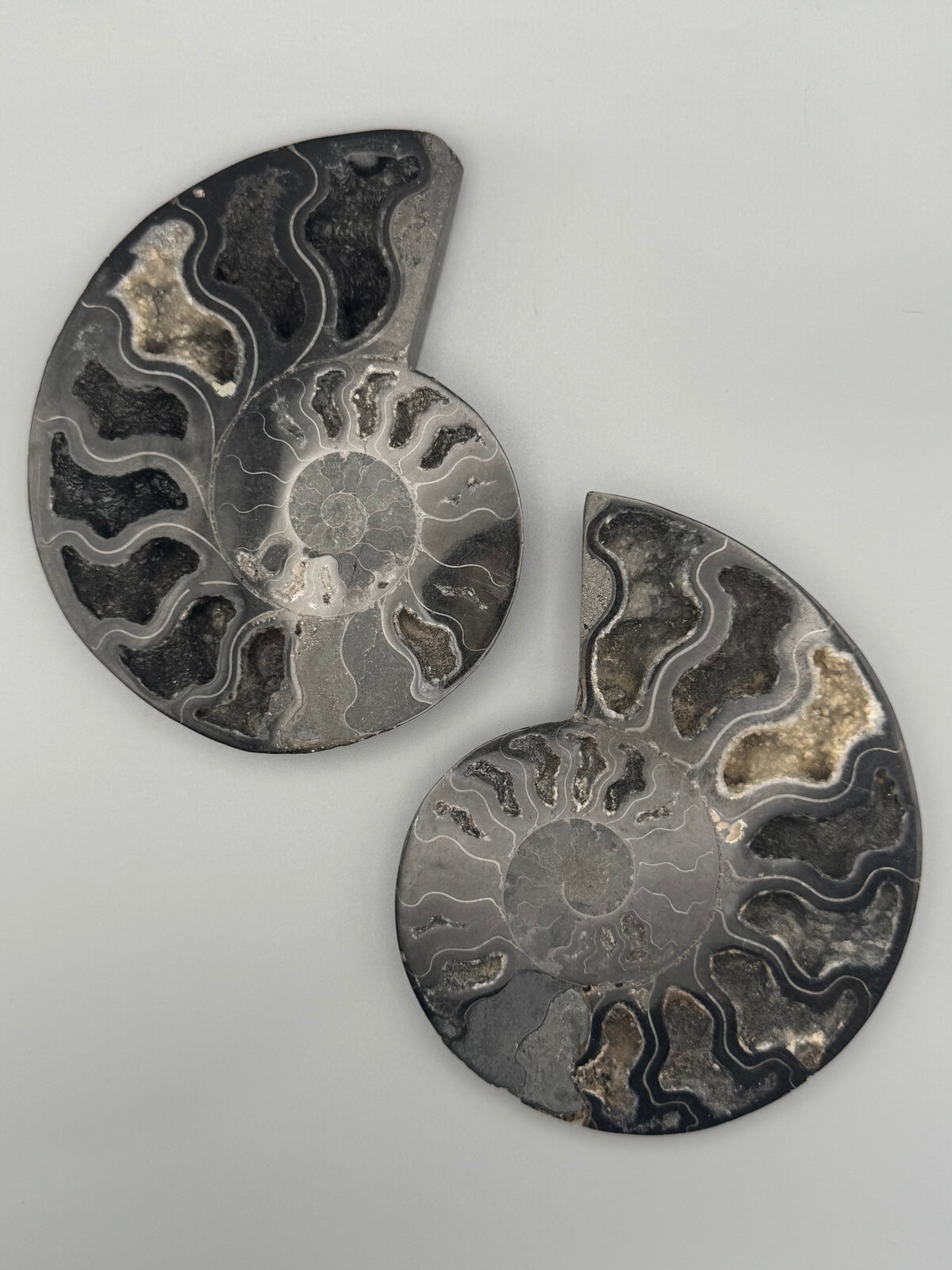 •BLACK AMMONITE• medium pyritized fossil pair (sold individually)
