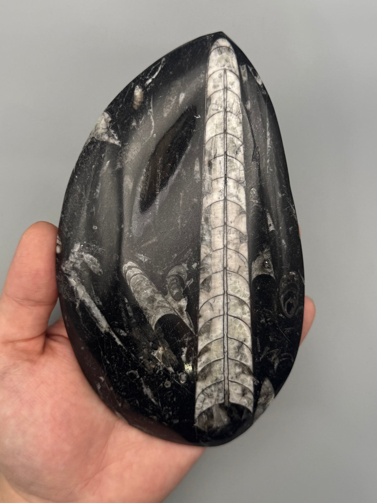 •ORTHOCERAS• fossilized stone slab