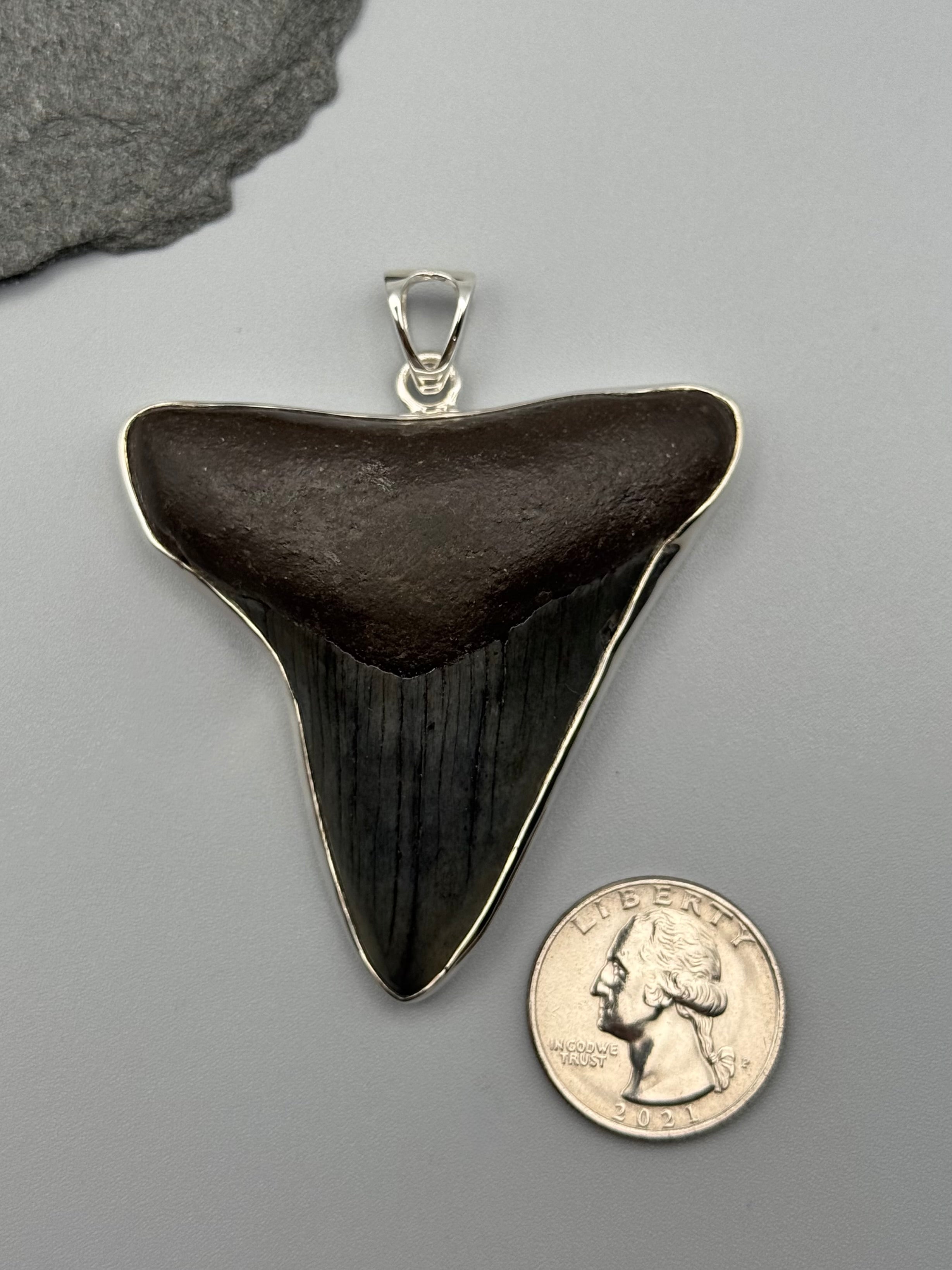 •FOSSILIZED SHARK TOOTH XXL• sterling silver pendant