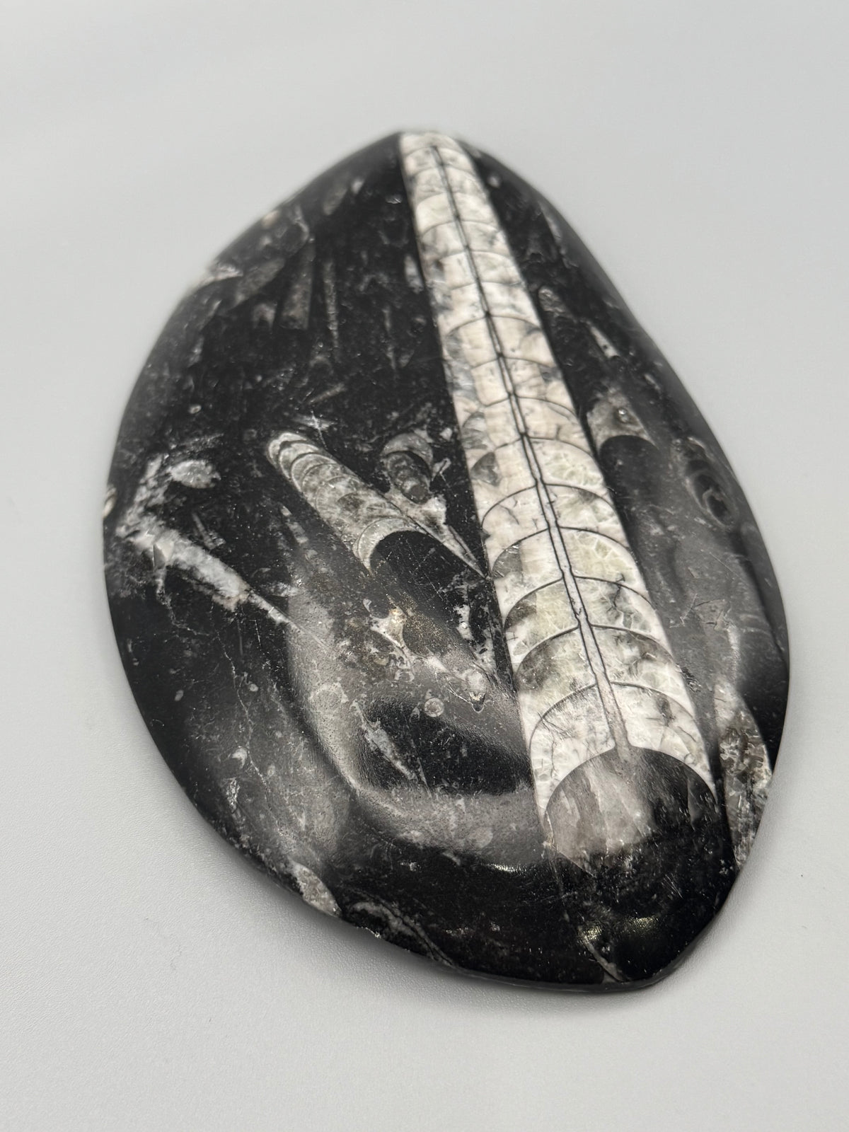 •ORTHOCERAS• fossilized stone slab