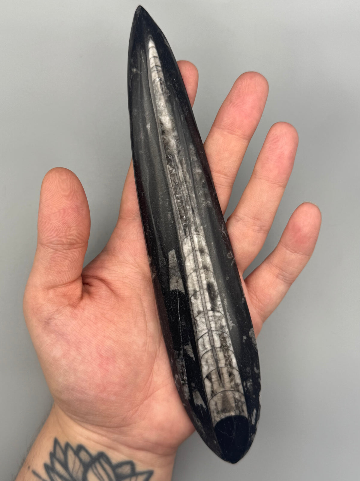 •ORTHOCERAS• fossilized stone slab