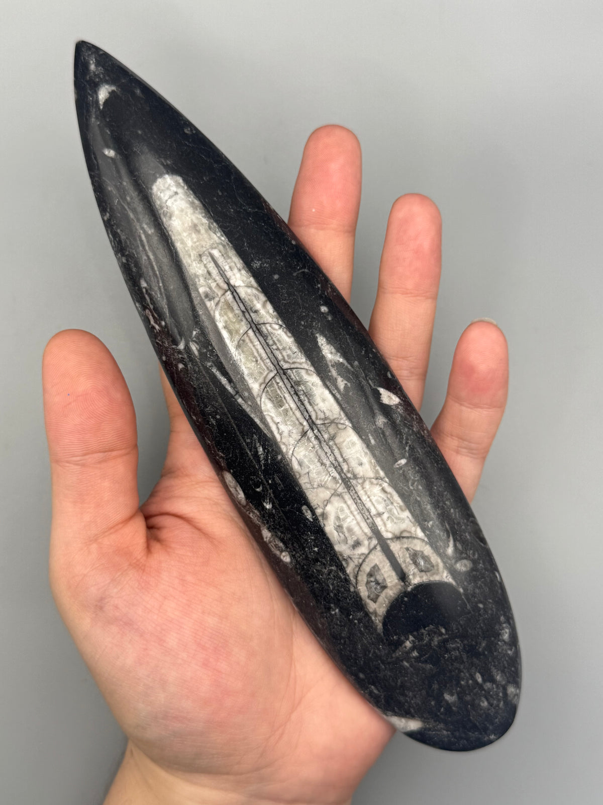 •ORTHOCERAS• fossilized stone slab