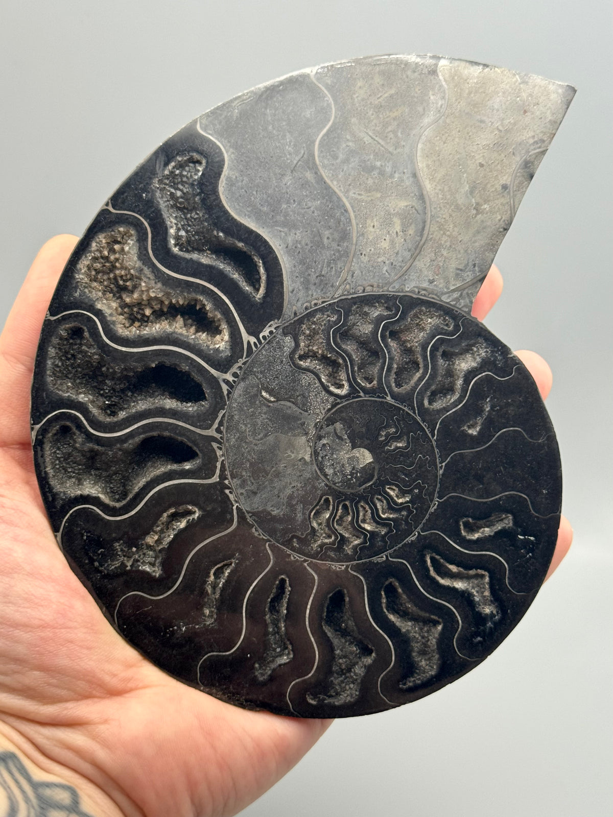 •BLACK AMMONITE• large pyritized fossil pair (sold individually)