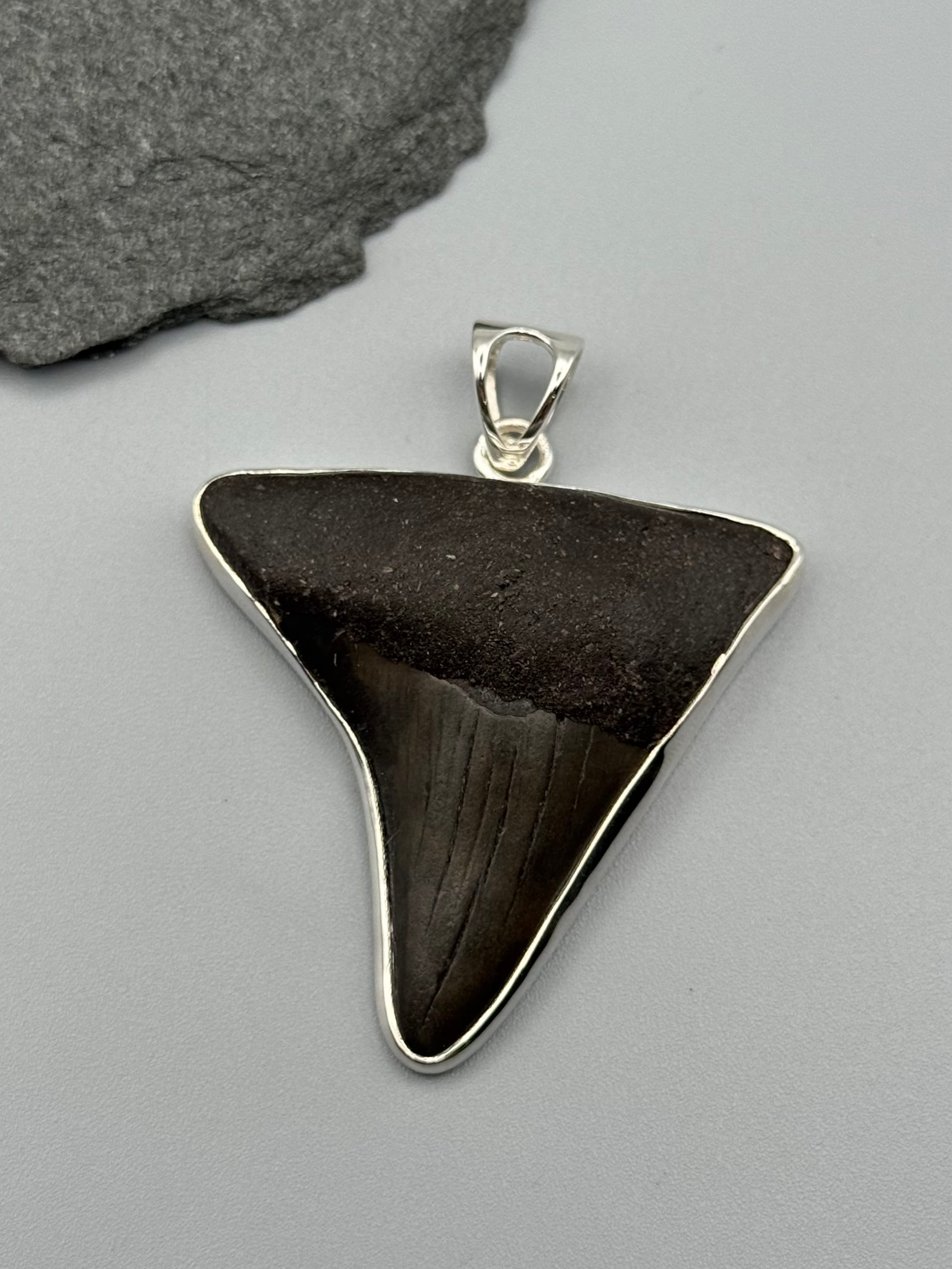 •FOSSILIZED SHARK TOOTH XL• sterling silver pendant