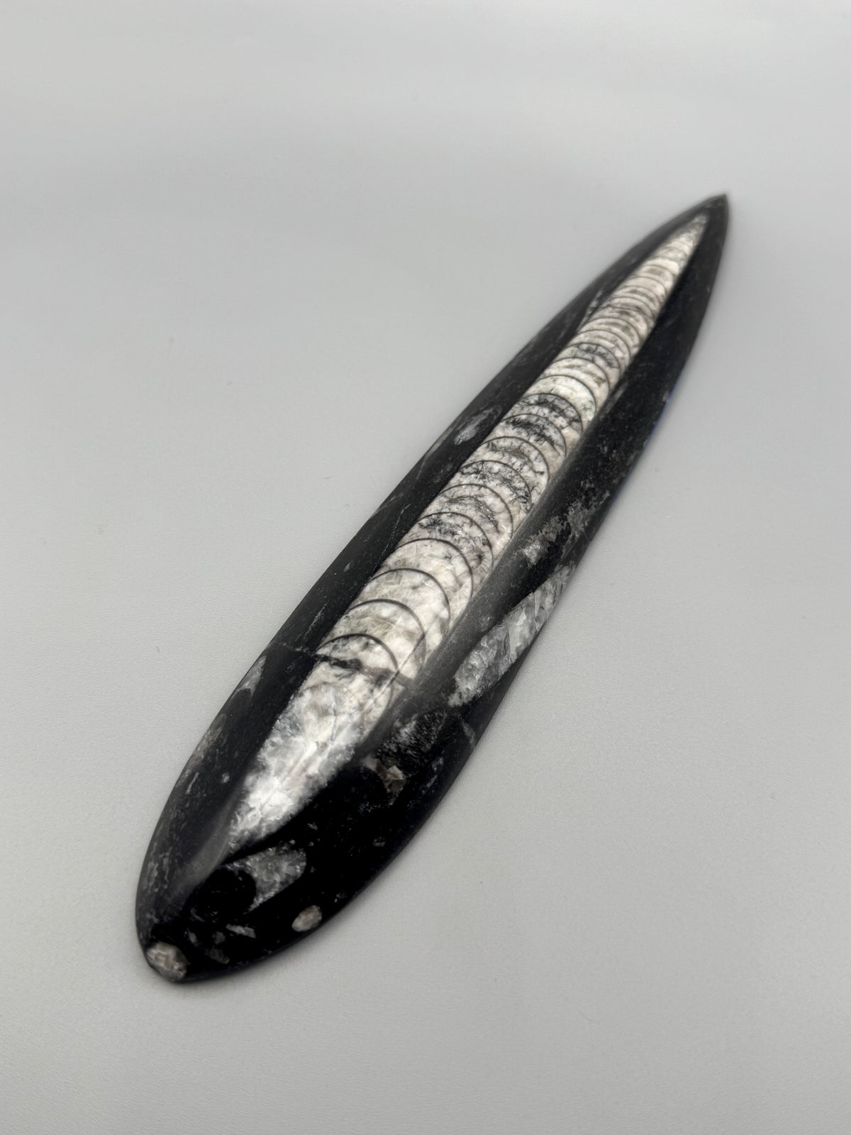 •ORTHOCERAS• fossilized stone slab
