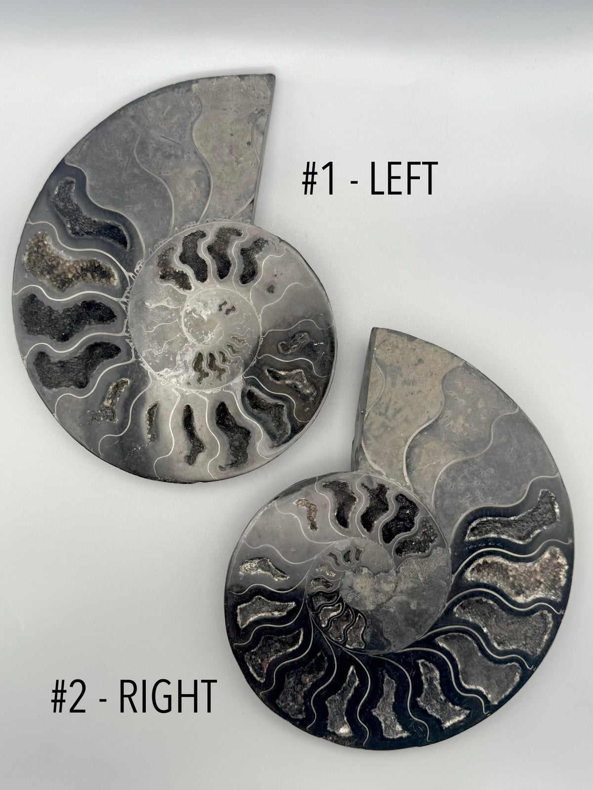 •BLACK AMMONITE• large pyritized fossil pair (sold individually)