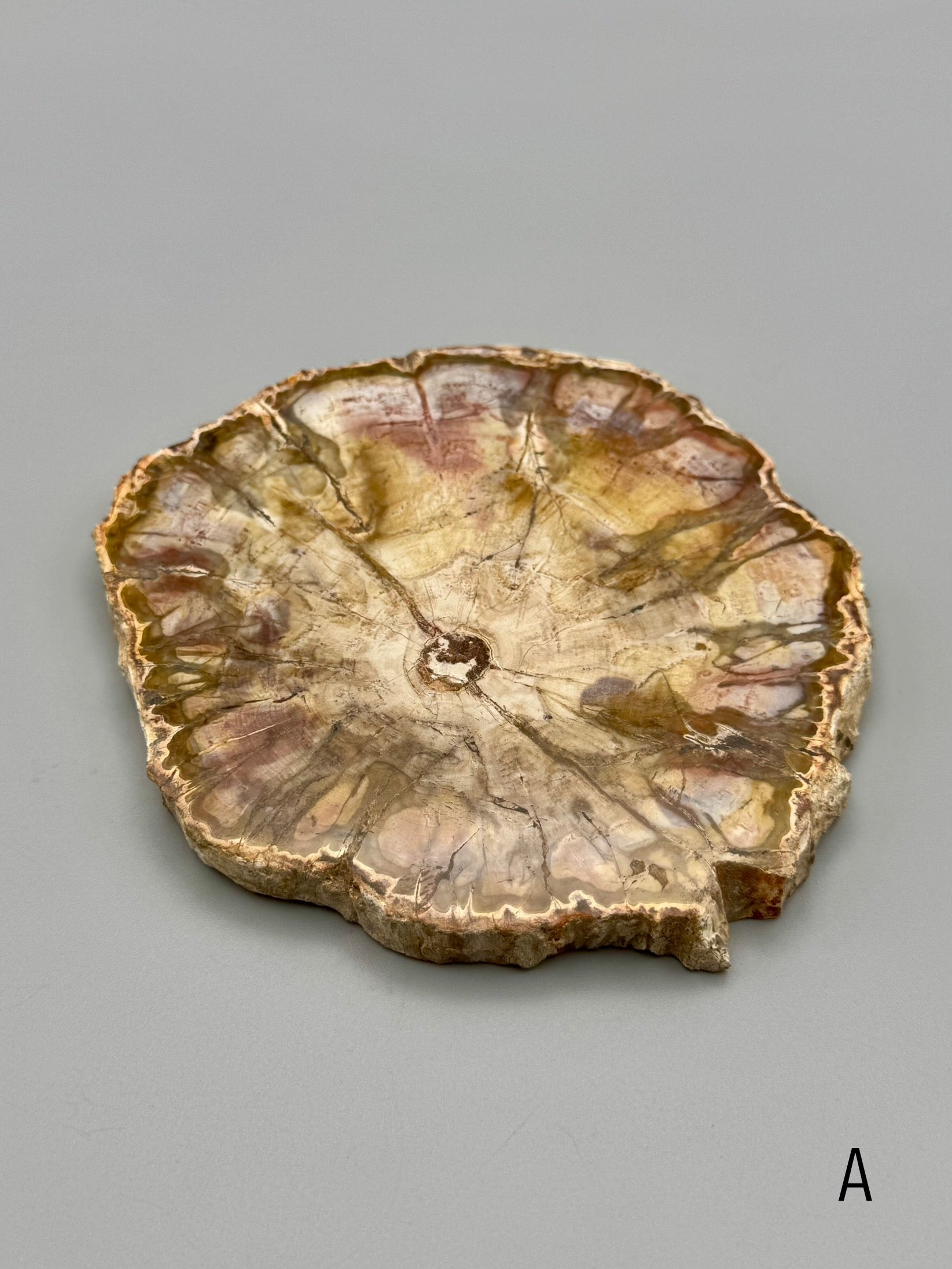 •PETRIFIED WOOD• fossil slab