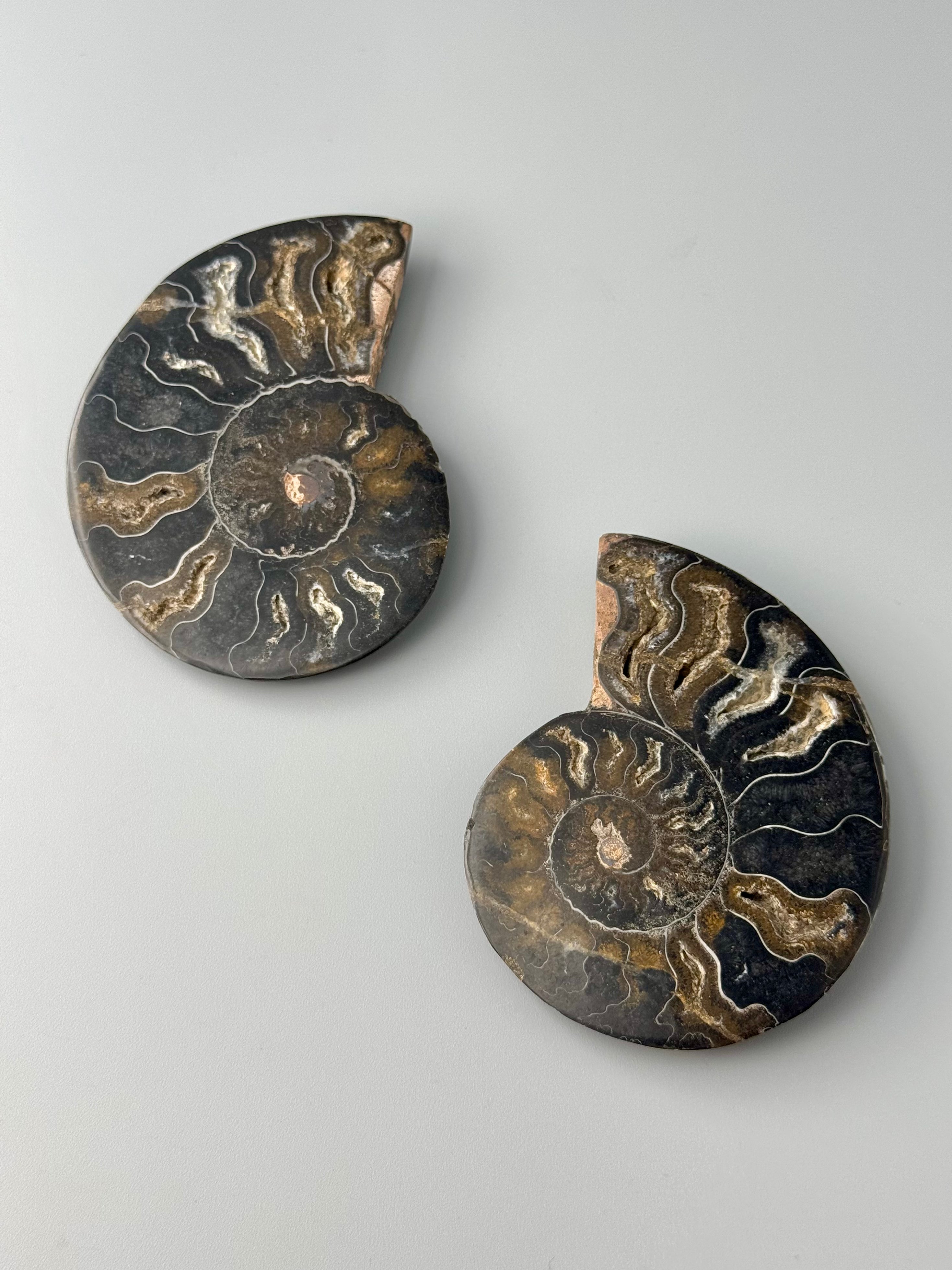 •BLACK AMMONITE• sliced fossil