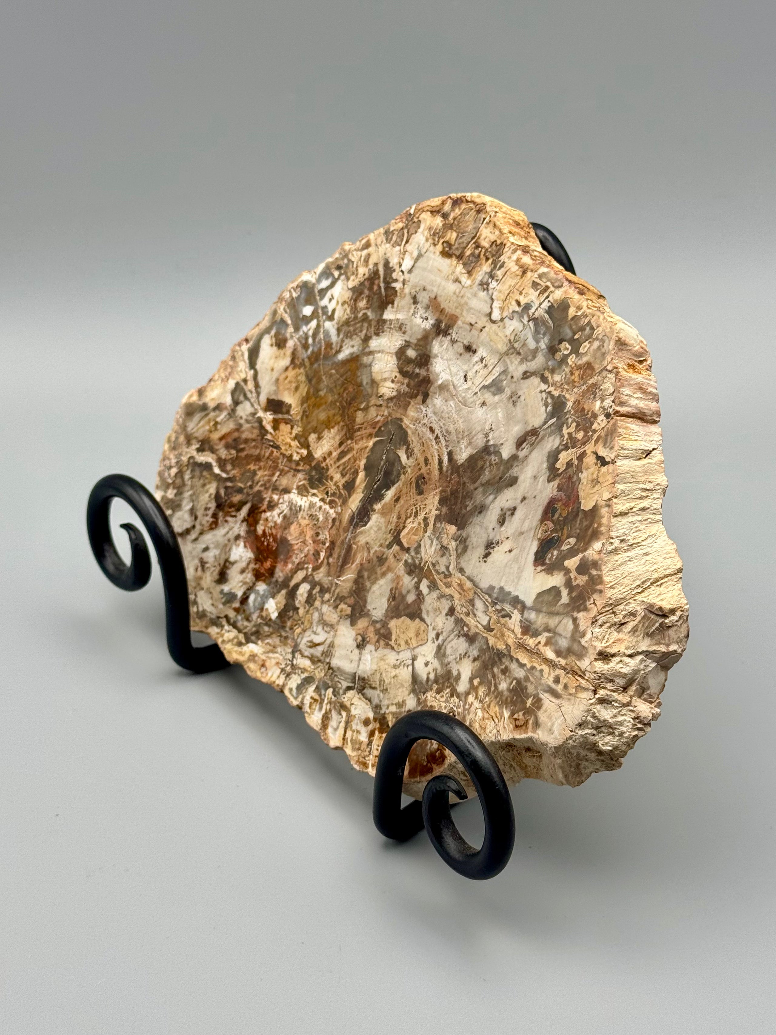 •PETRIFIED WOOD• fossil slab