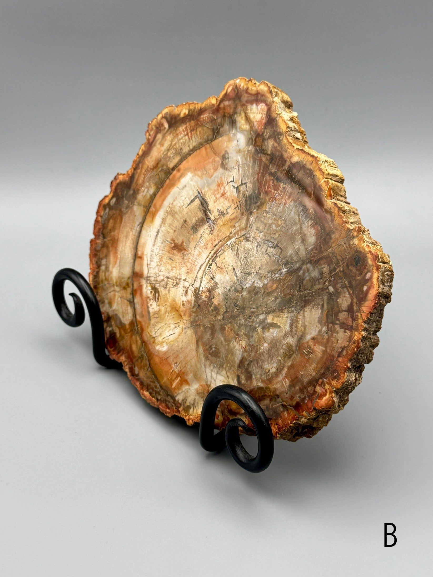 •PETRIFIED WOOD• fossil slab