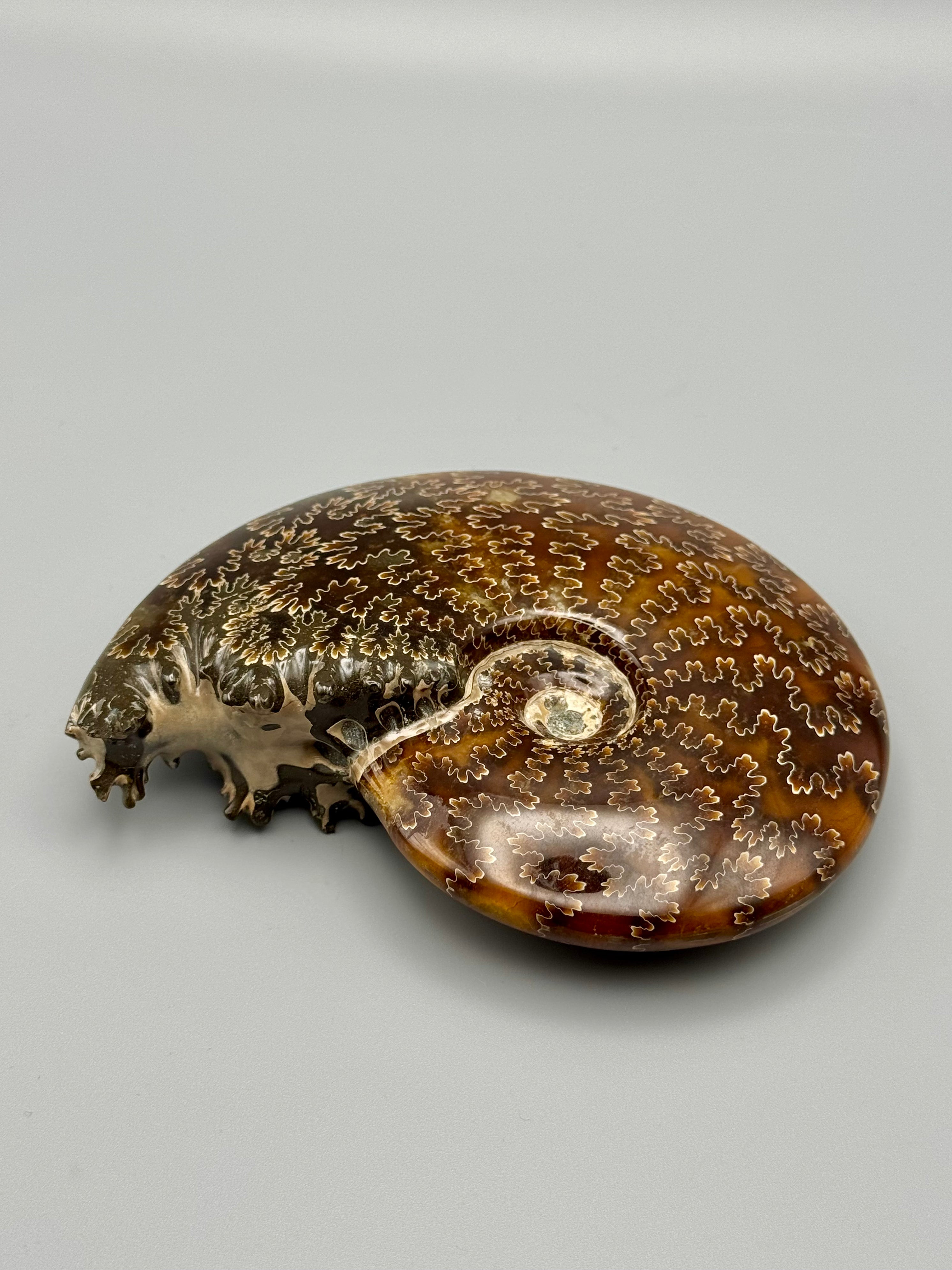 •END CHAMBERED AMMONITE• medium fossil