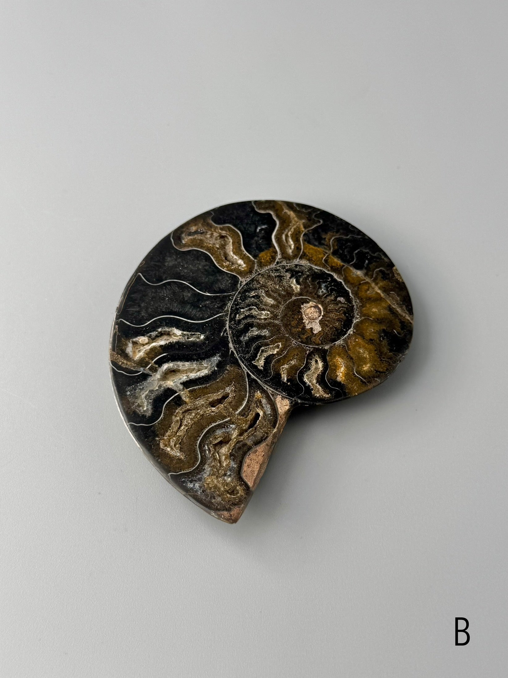 •BLACK AMMONITE• sliced fossil