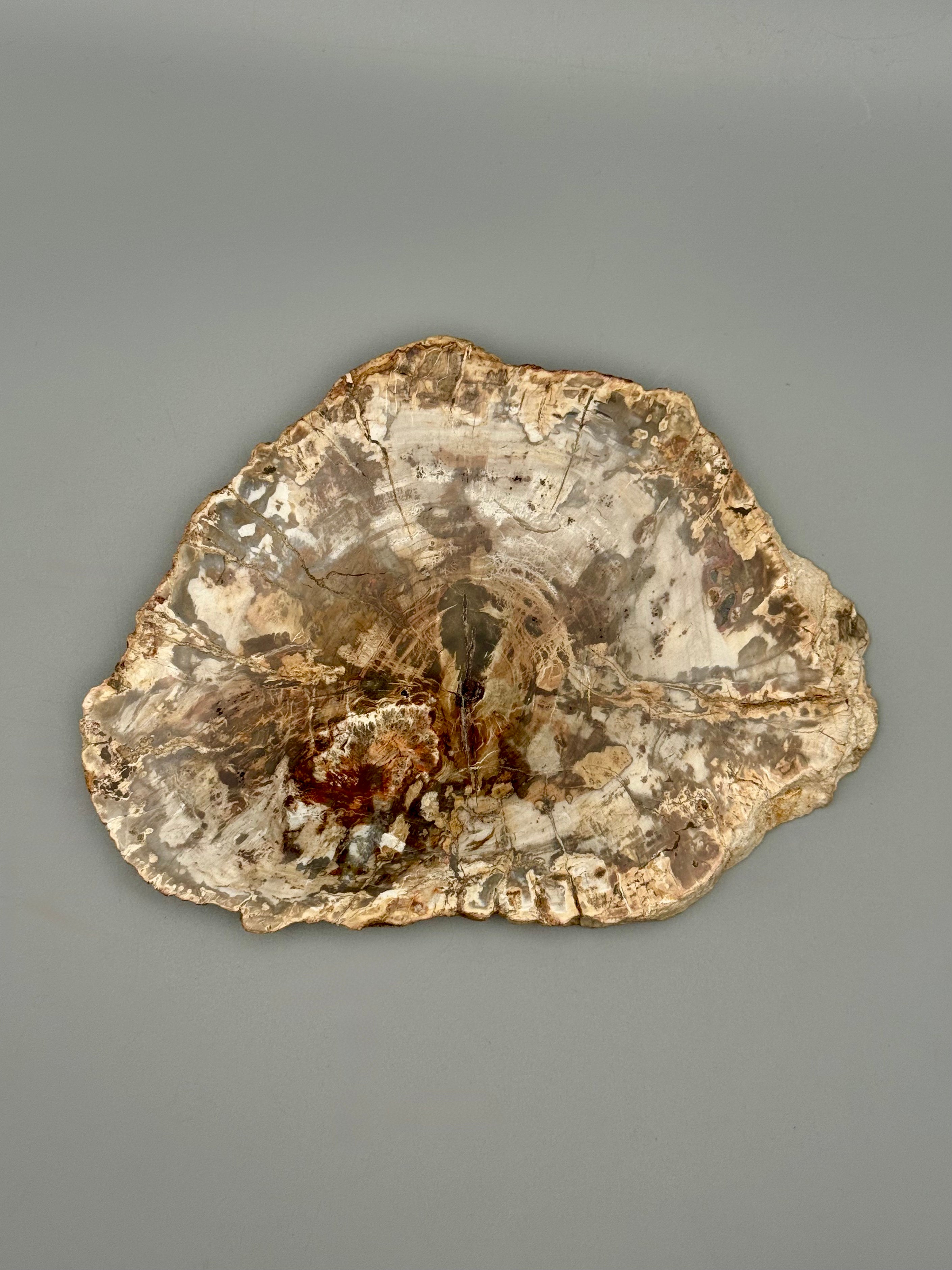 •PETRIFIED WOOD• fossil slab
