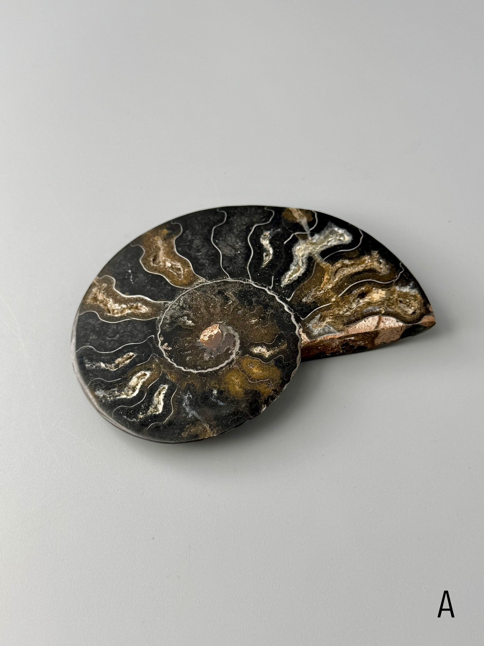 •BLACK AMMONITE• sliced fossil