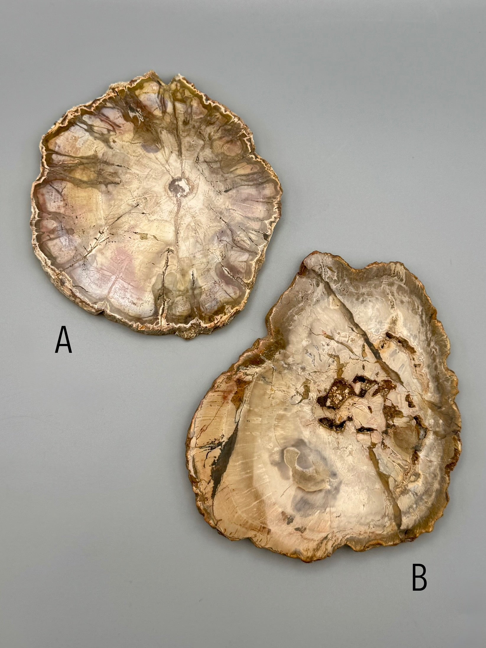 •PETRIFIED WOOD• fossil slab
