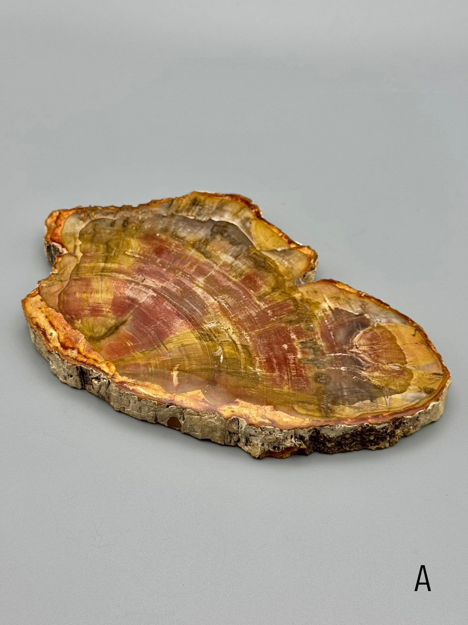 •PETRIFIED WOOD• fossil slab