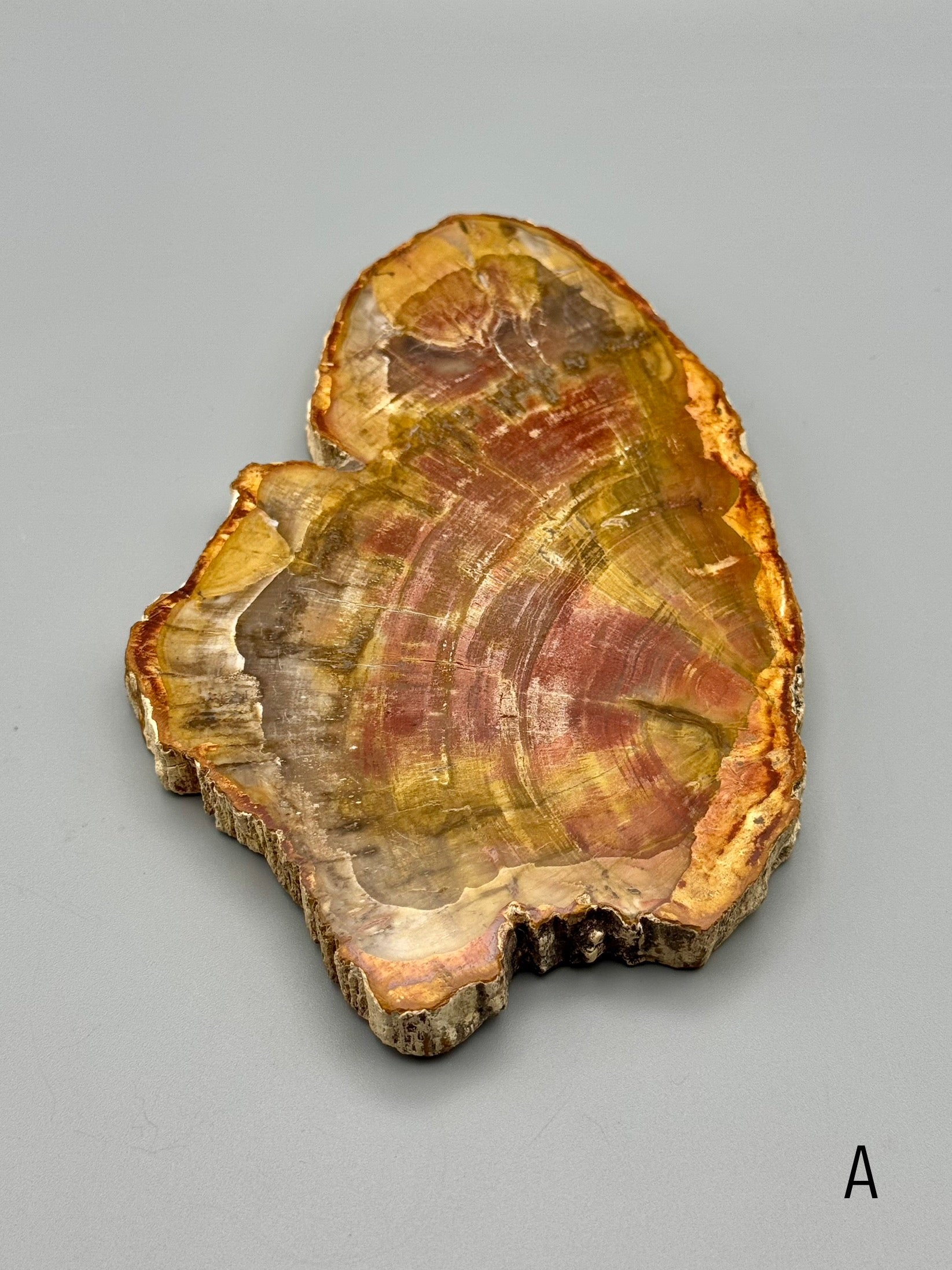 •PETRIFIED WOOD• fossil slab