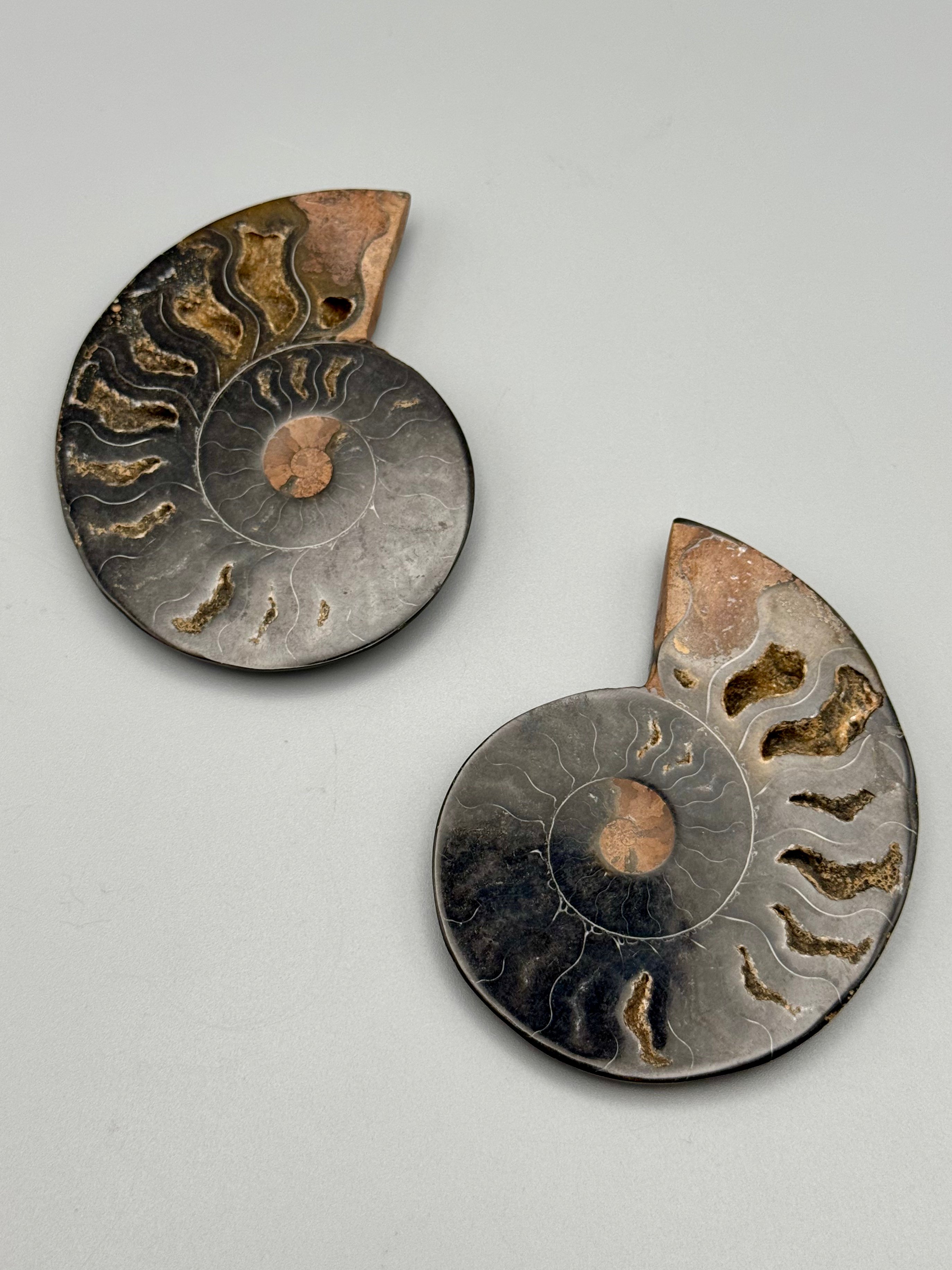 •BLACK AMMONITE• sliced fossil