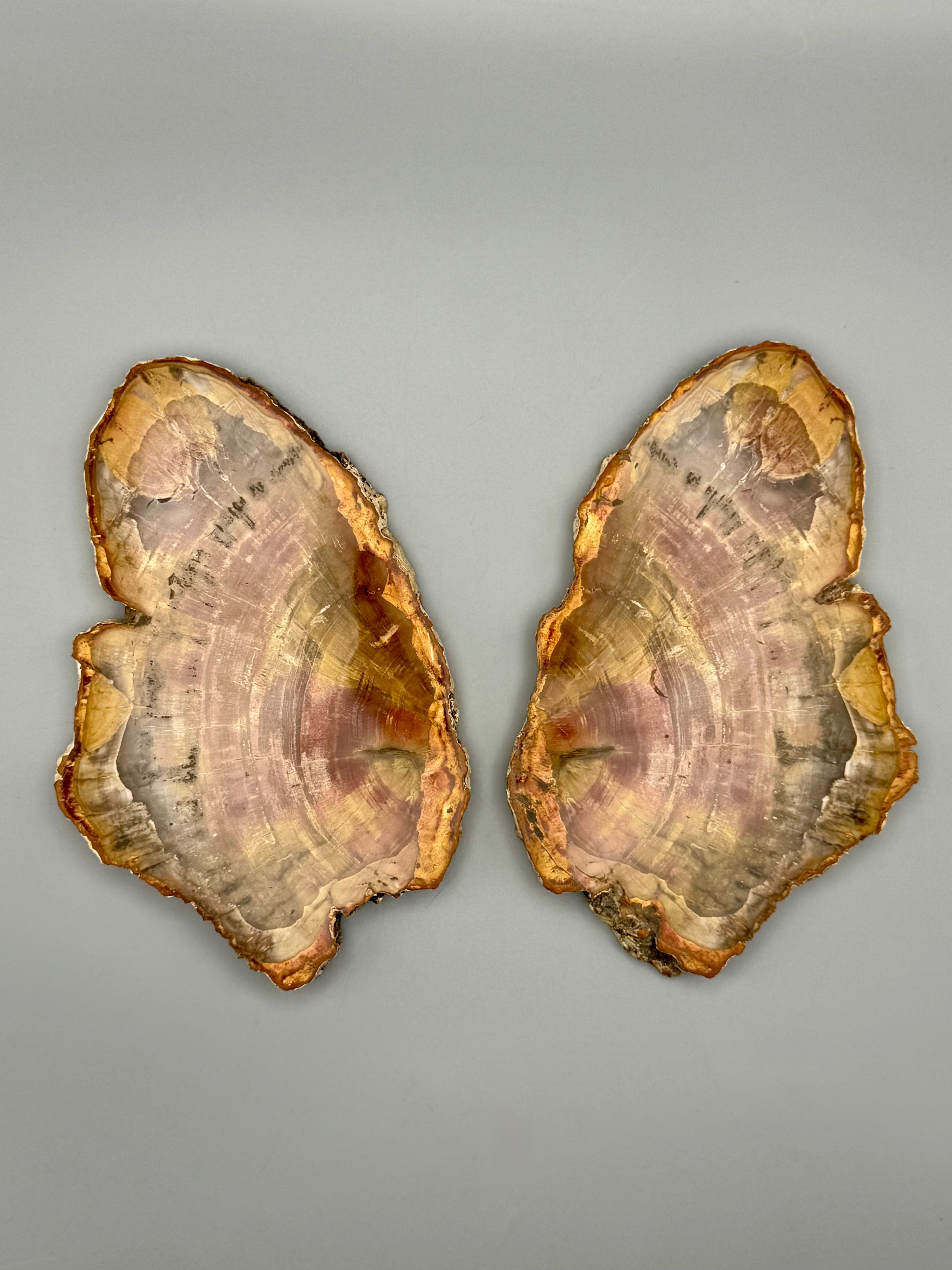 •PETRIFIED WOOD• fossil slab