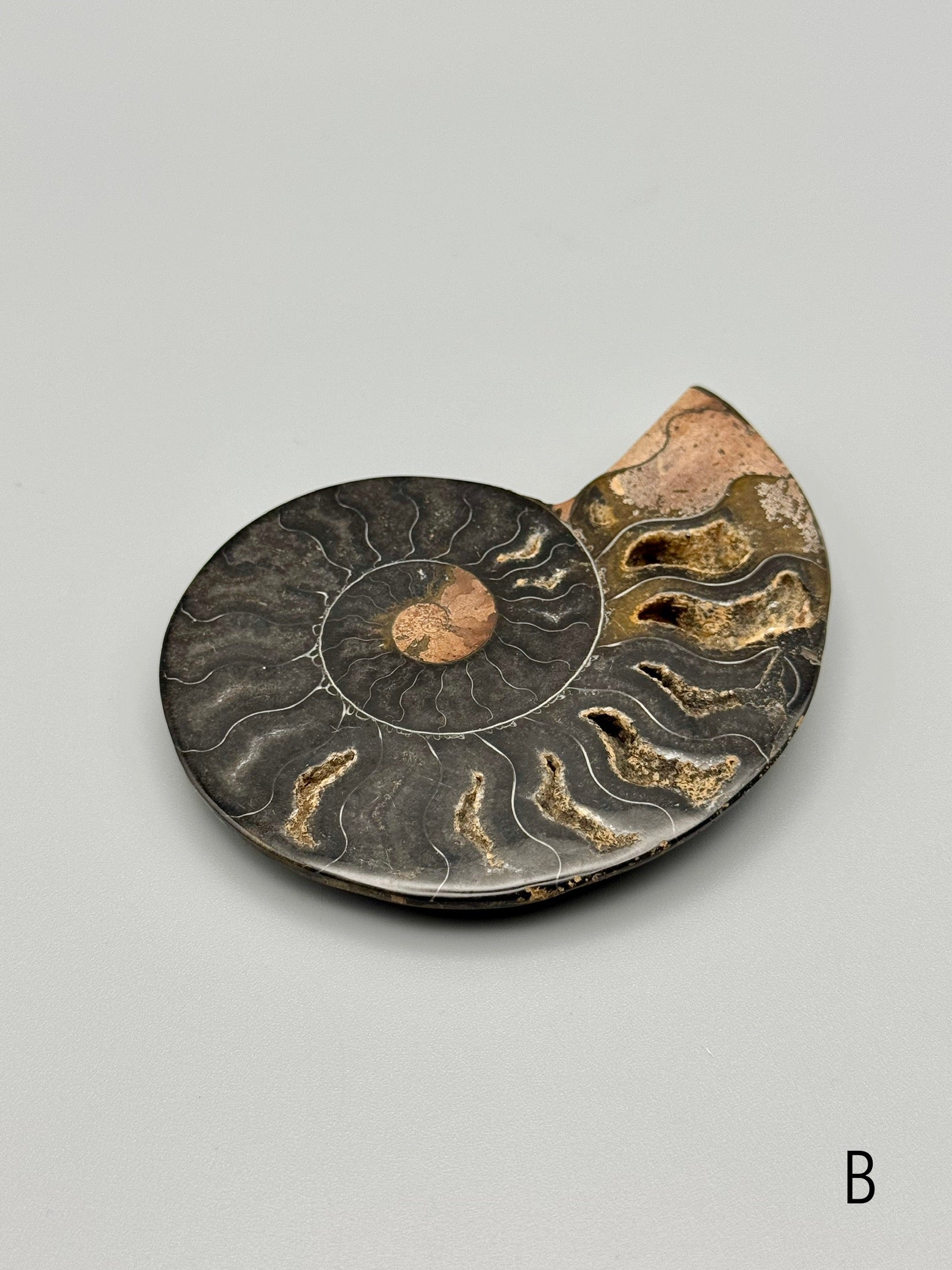 •BLACK AMMONITE• sliced fossil