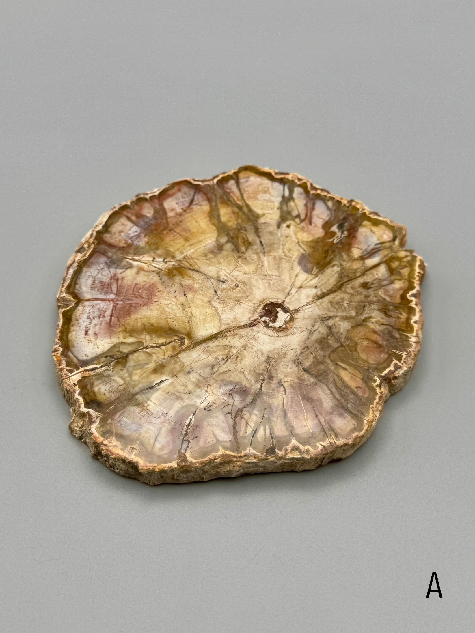 •PETRIFIED WOOD• fossil slab