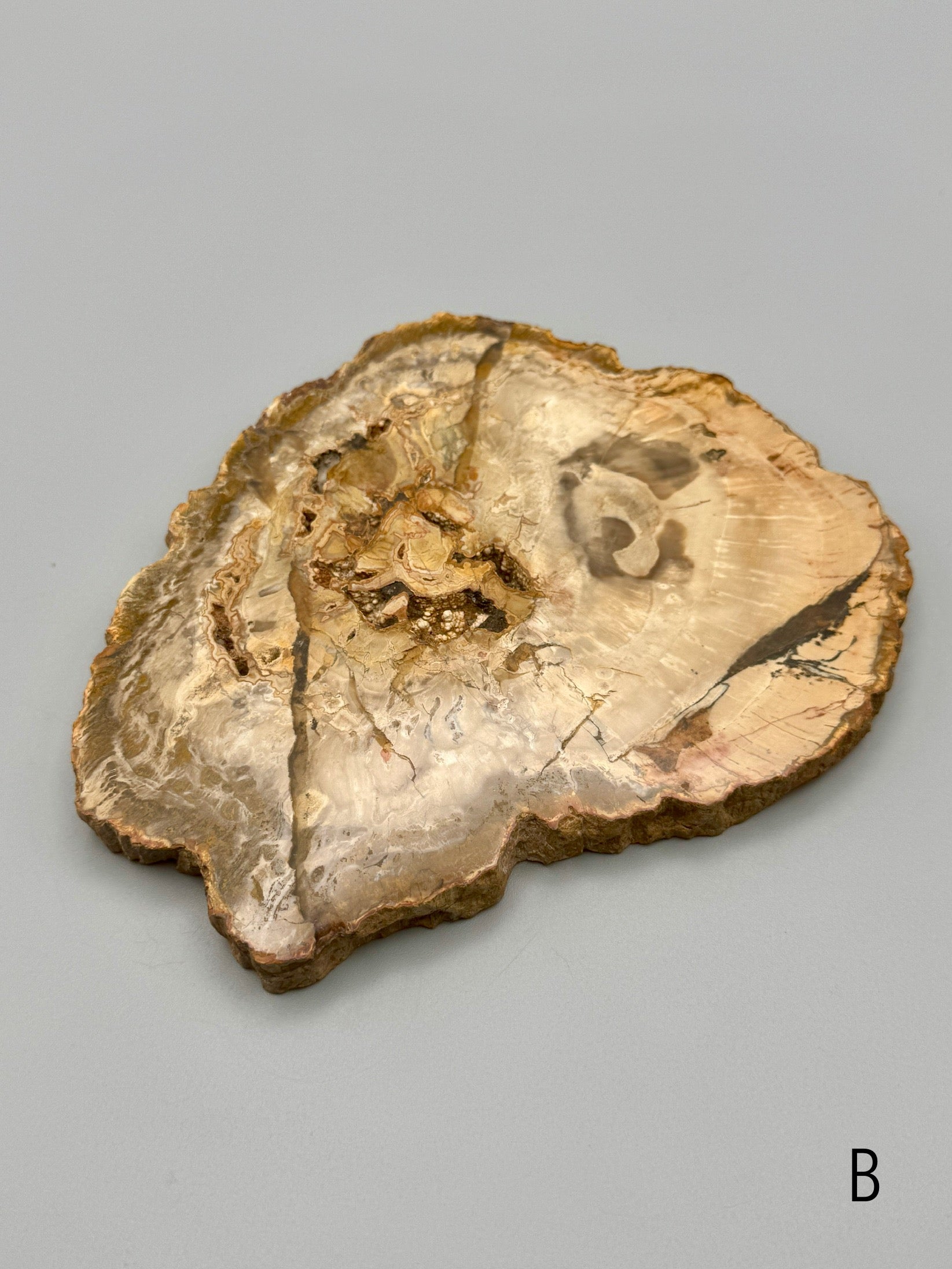•PETRIFIED WOOD• fossil slab