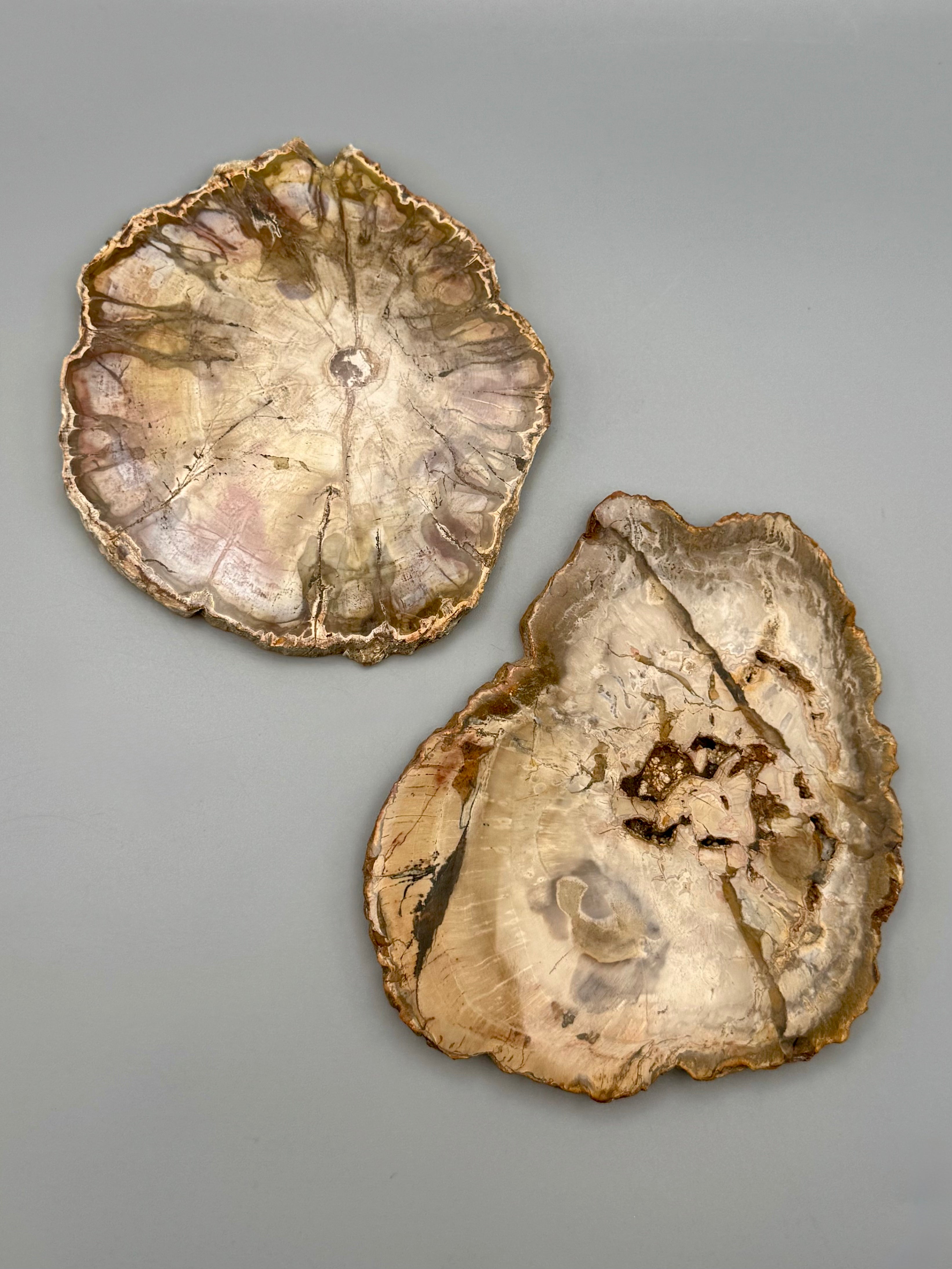 •PETRIFIED WOOD• fossil slab