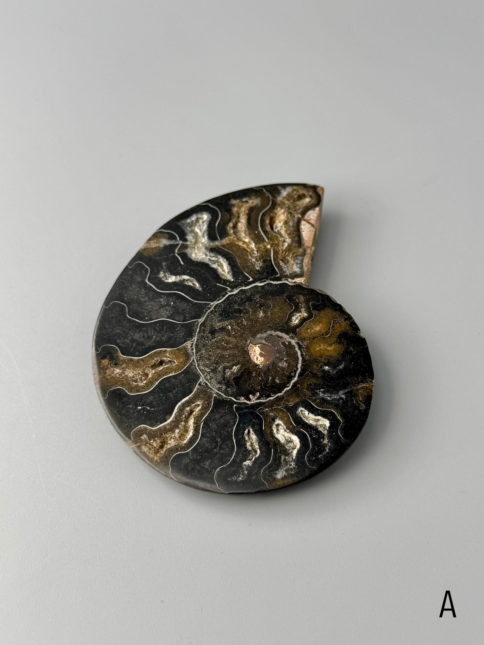 •BLACK AMMONITE• sliced fossil