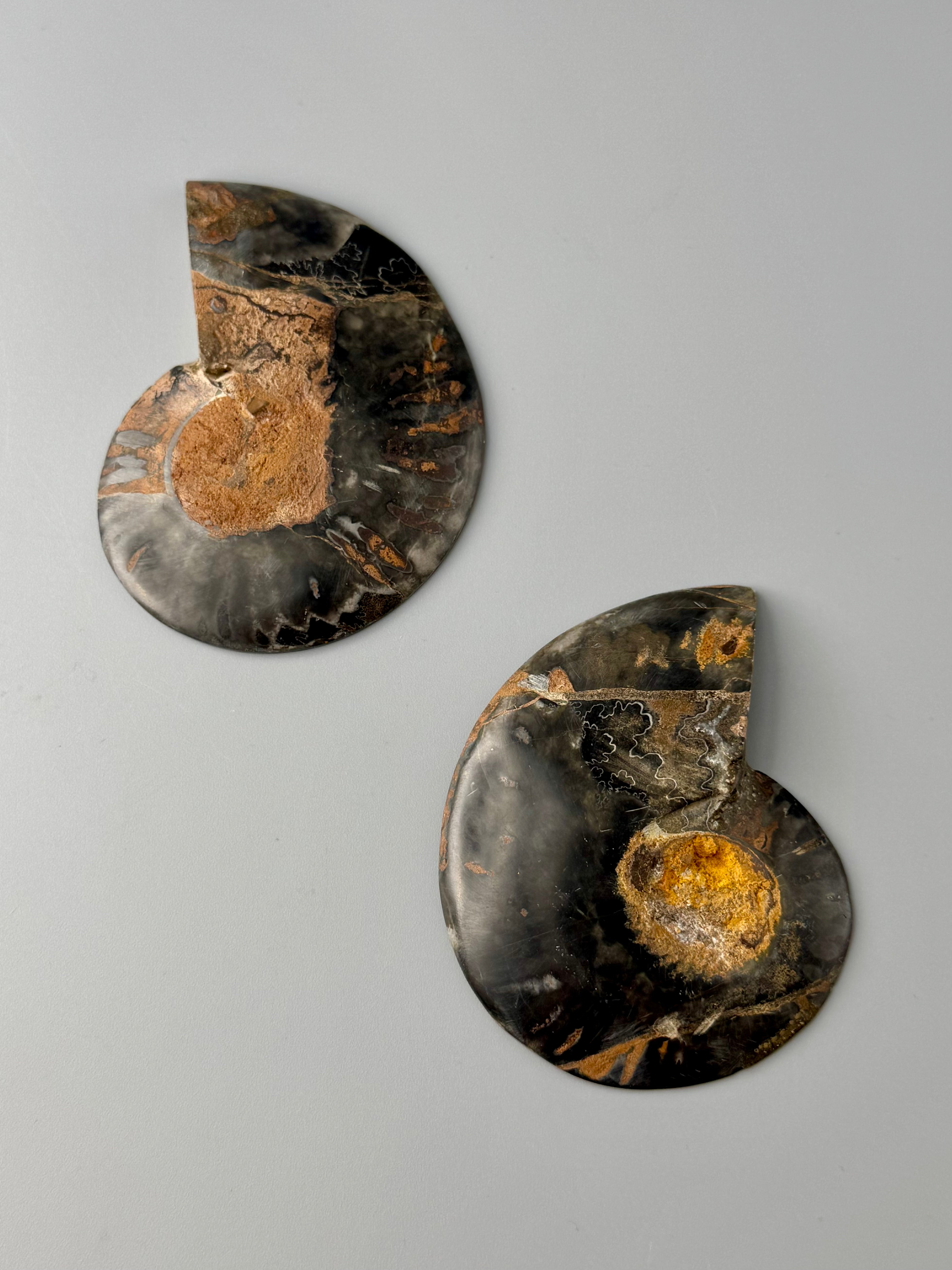 •BLACK AMMONITE• sliced fossil