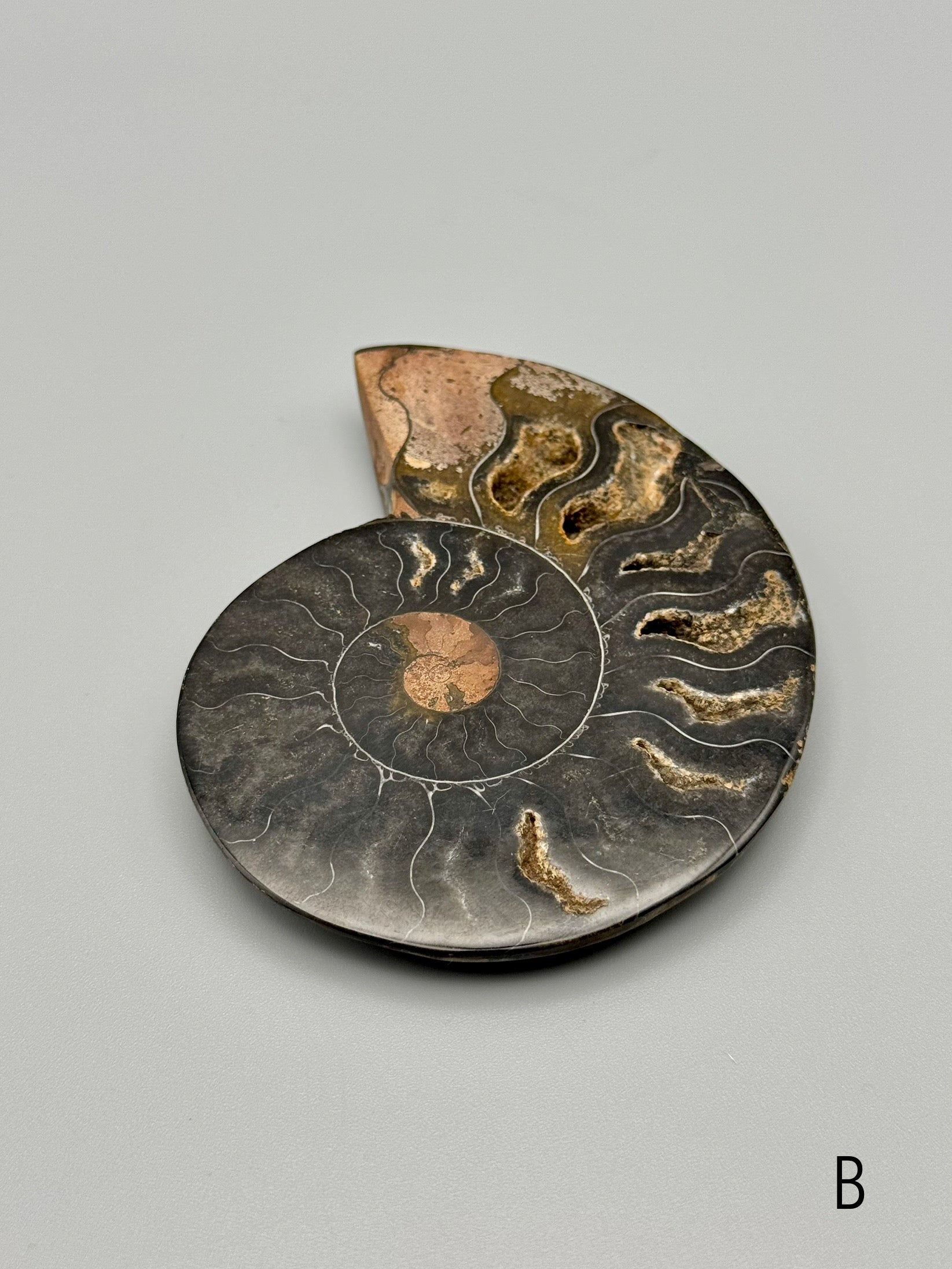 •BLACK AMMONITE• sliced fossil