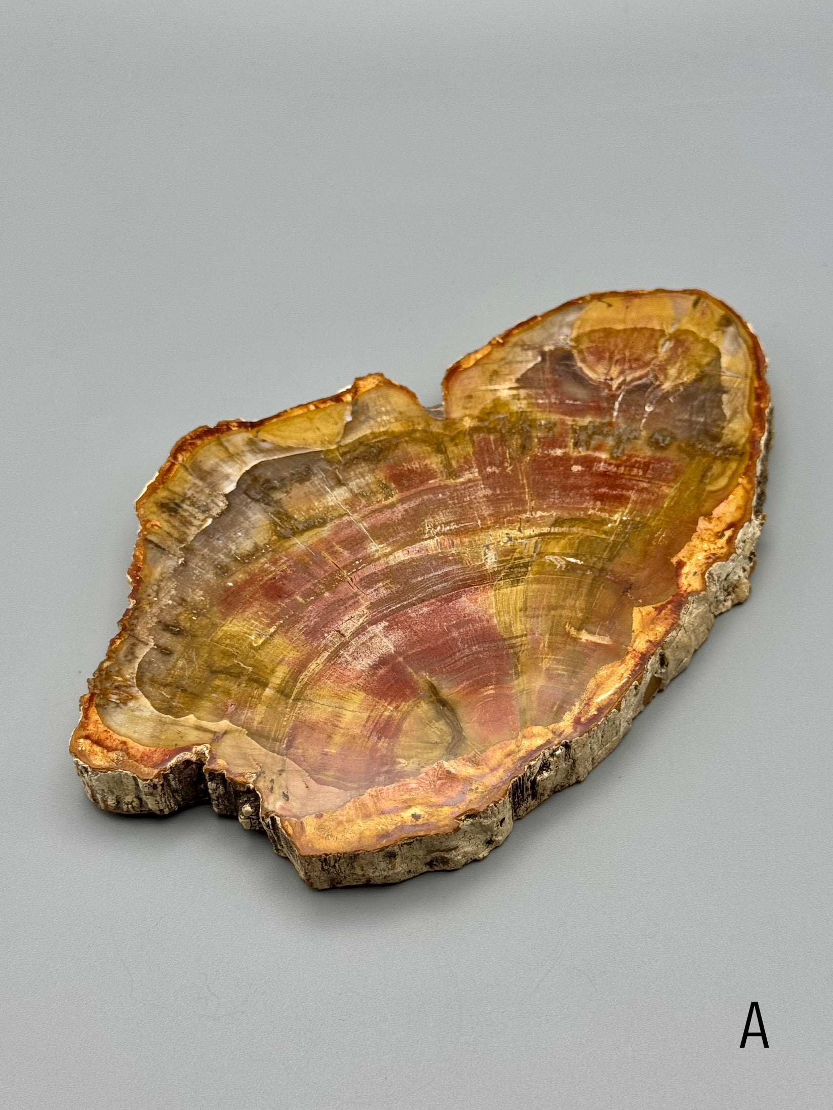 •PETRIFIED WOOD• fossil slab