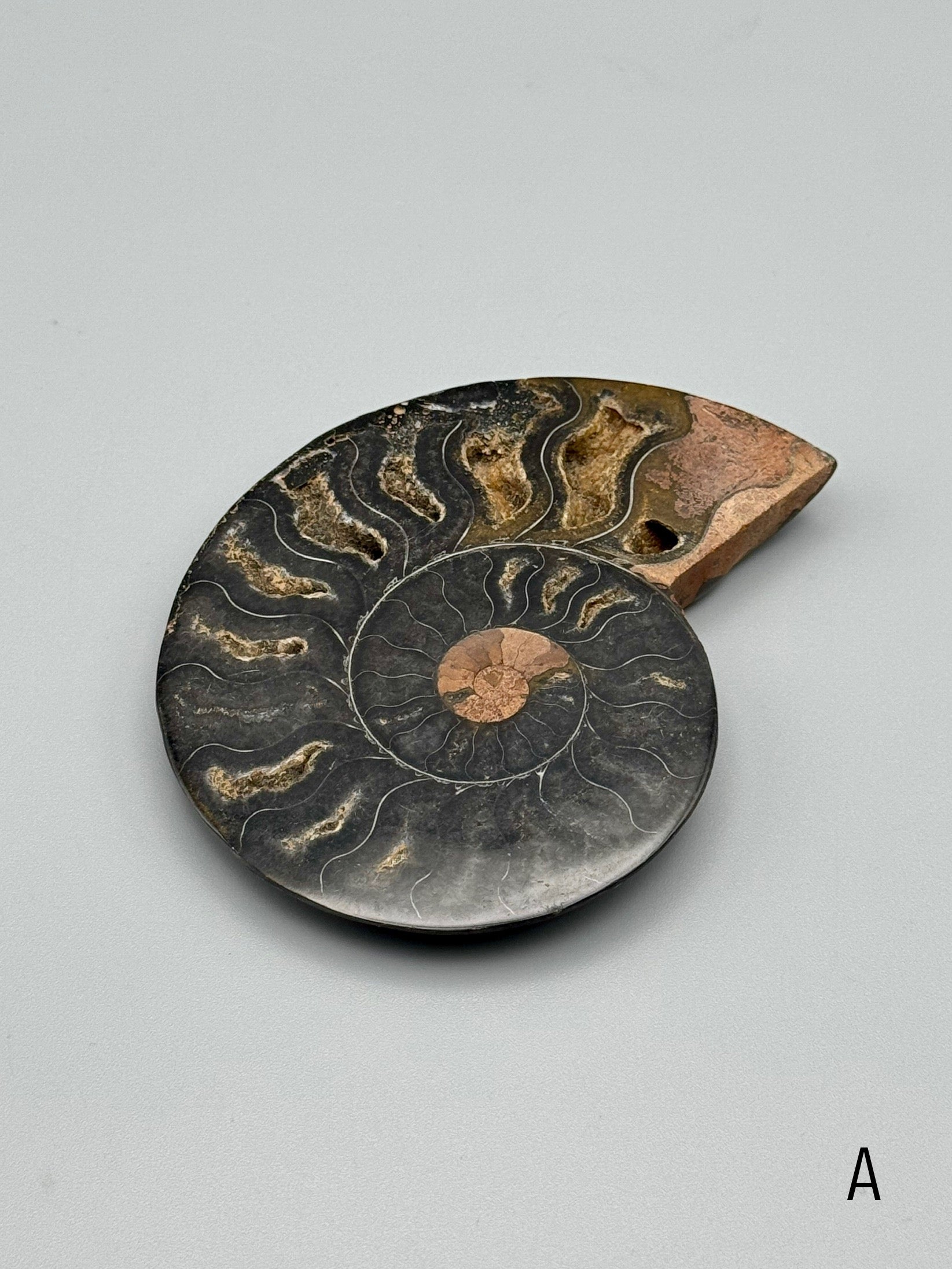 •BLACK AMMONITE• sliced fossil