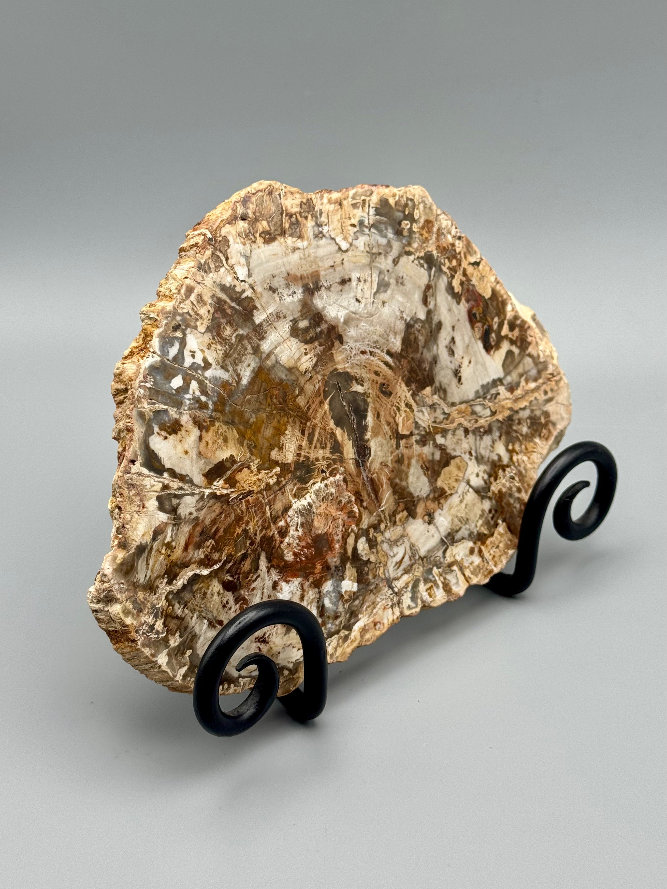 •PETRIFIED WOOD• fossil slab