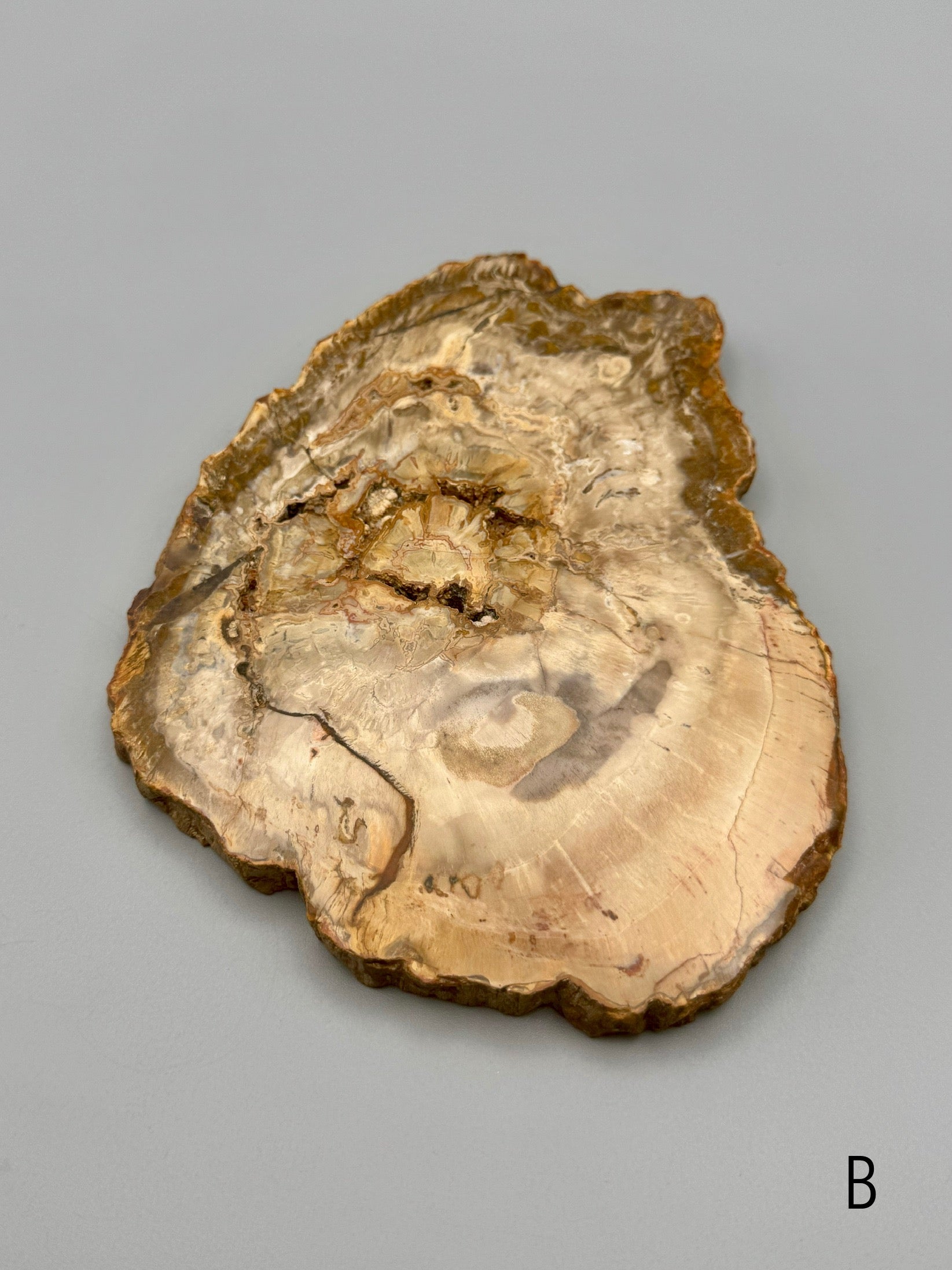•PETRIFIED WOOD• fossil slab