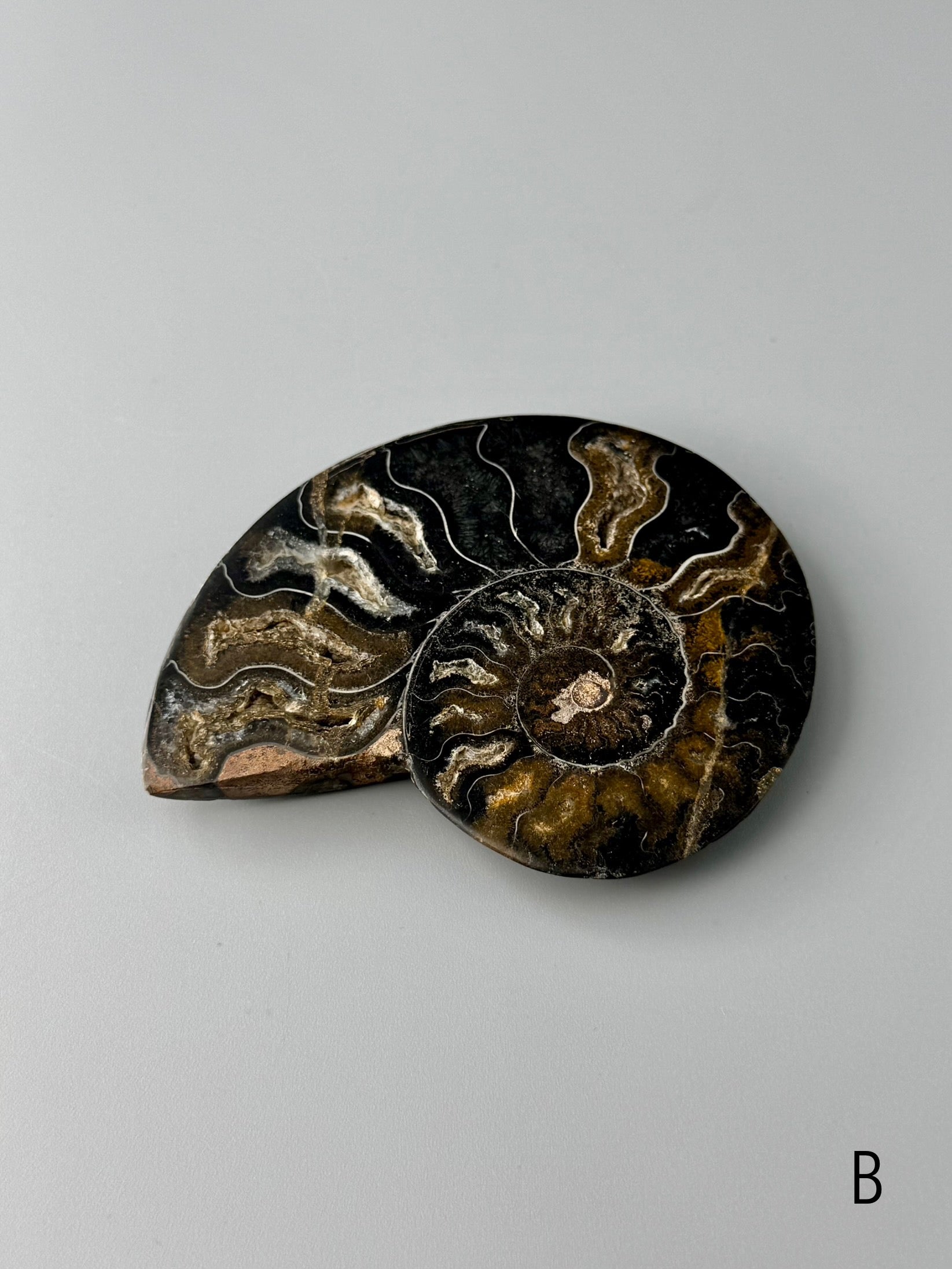 •BLACK AMMONITE• sliced fossil