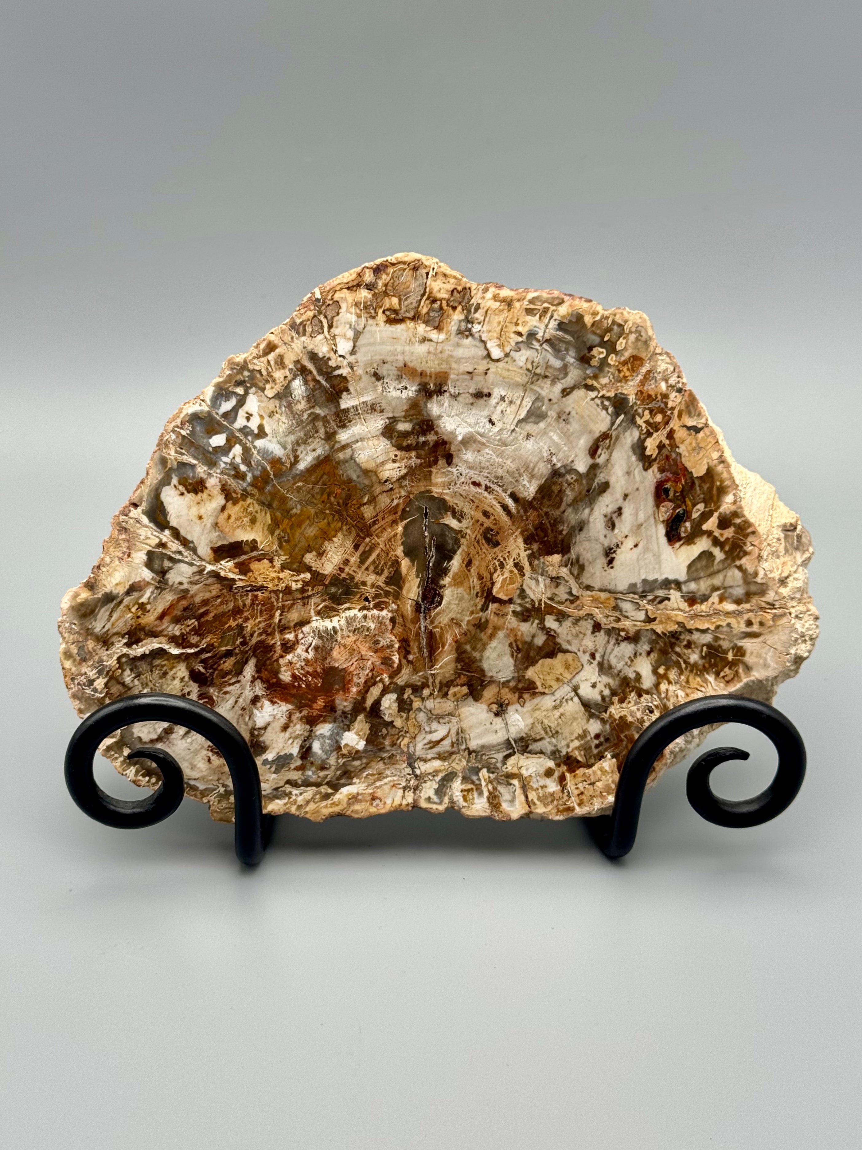 •PETRIFIED WOOD• fossil slab