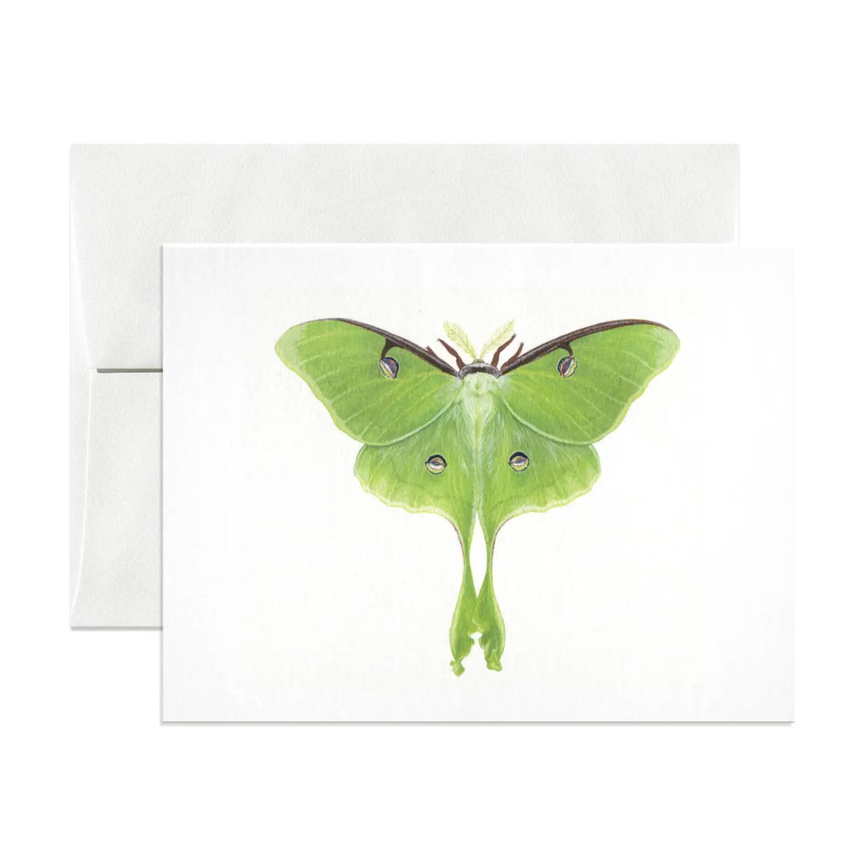 •LUNA MOTH• greeting card
