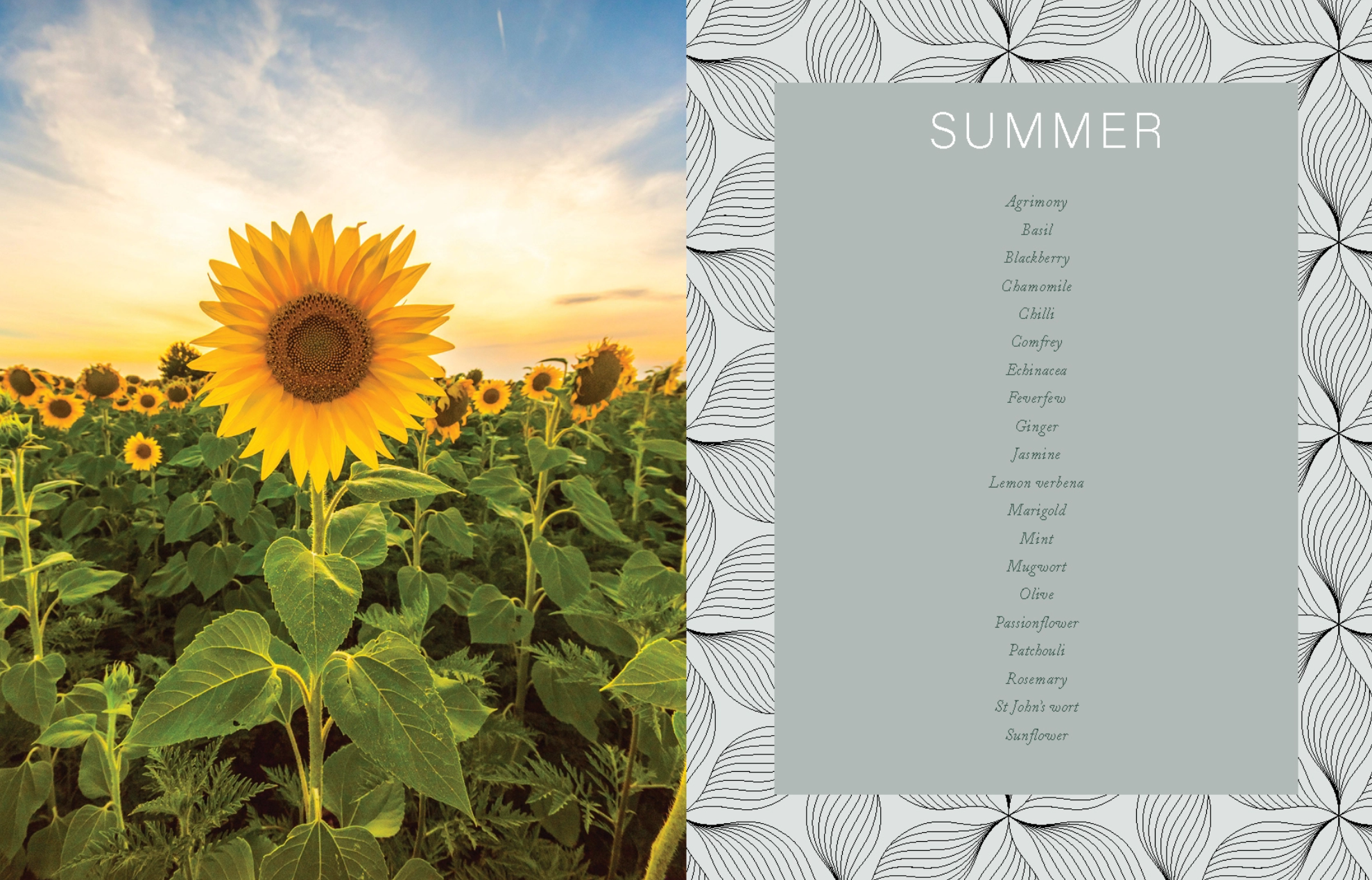•PLANTS OF POWER• hardback book