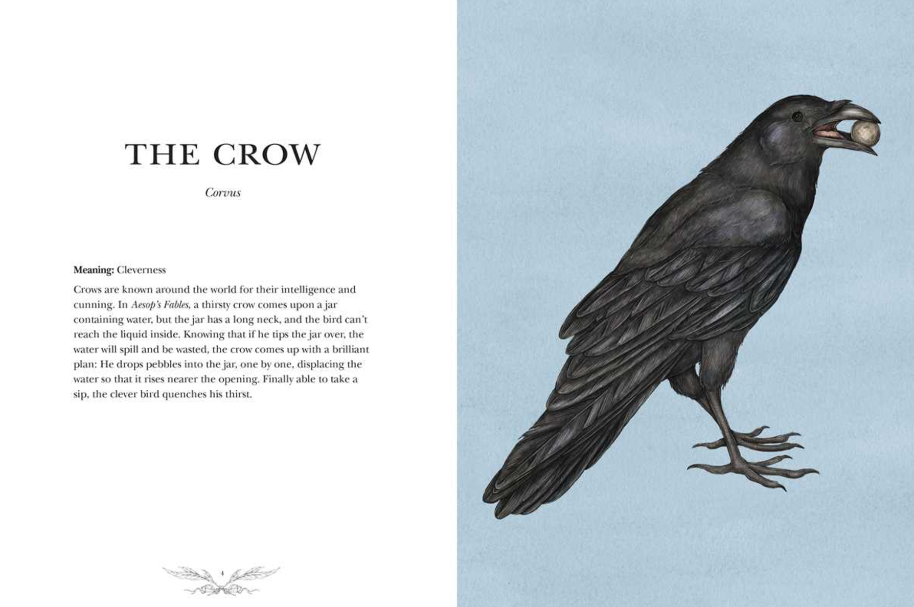 •ORNITHOGRAPHY• hardcover book