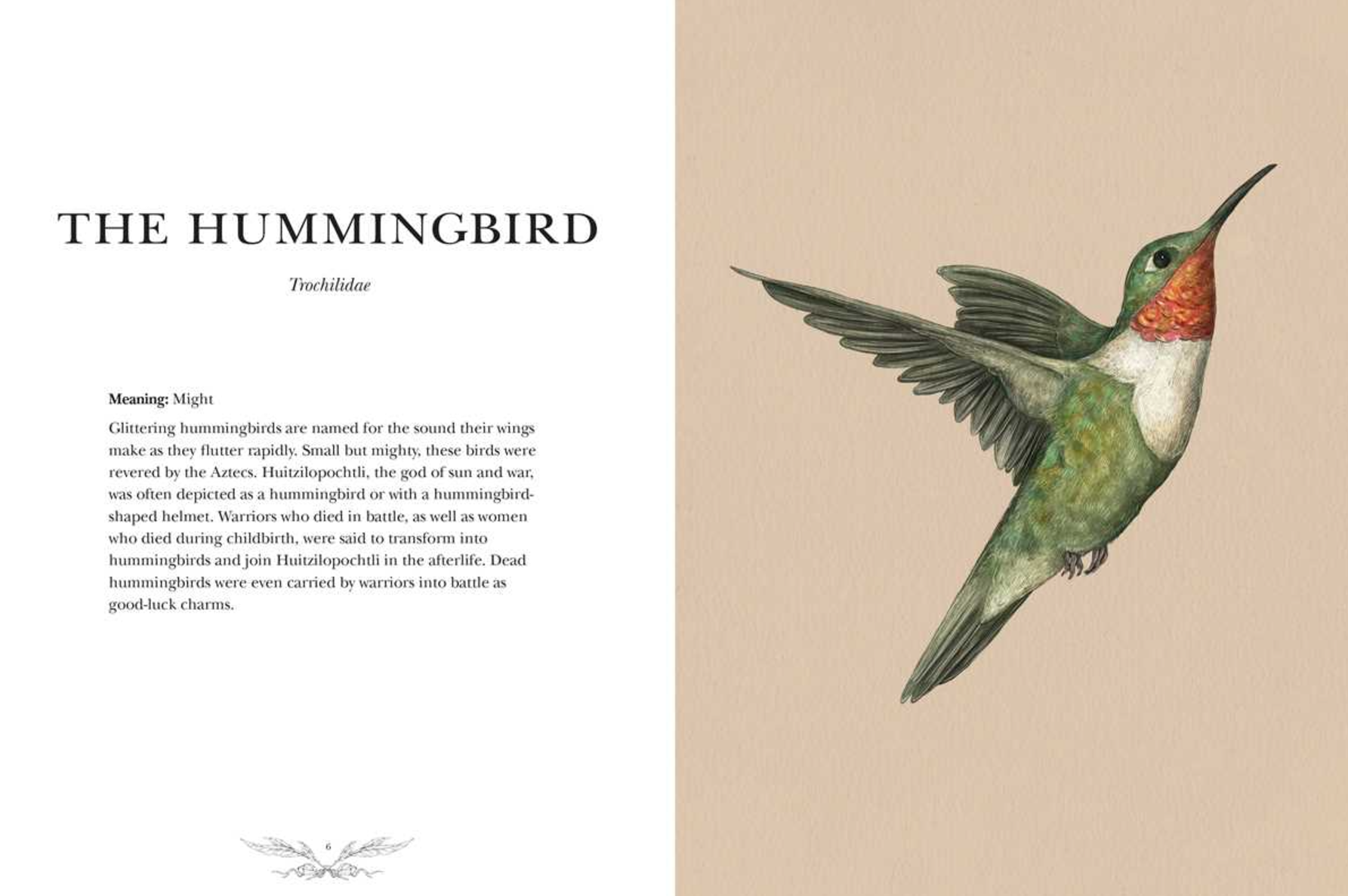 •ORNITHOGRAPHY• hardcover book