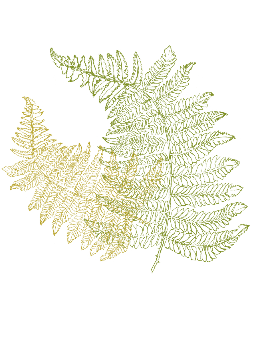 •FERNS• bamboo/cotton blend dolman top (USA)