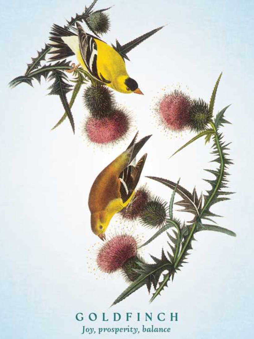 •SPIRITUAL MEANING OF BIRDS• oracle deck