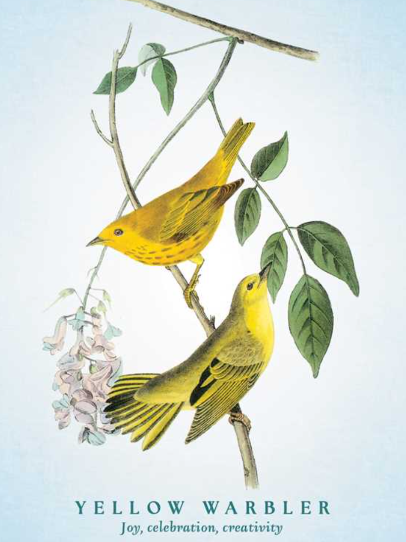 •SPIRITUAL MEANING OF BIRDS• oracle deck