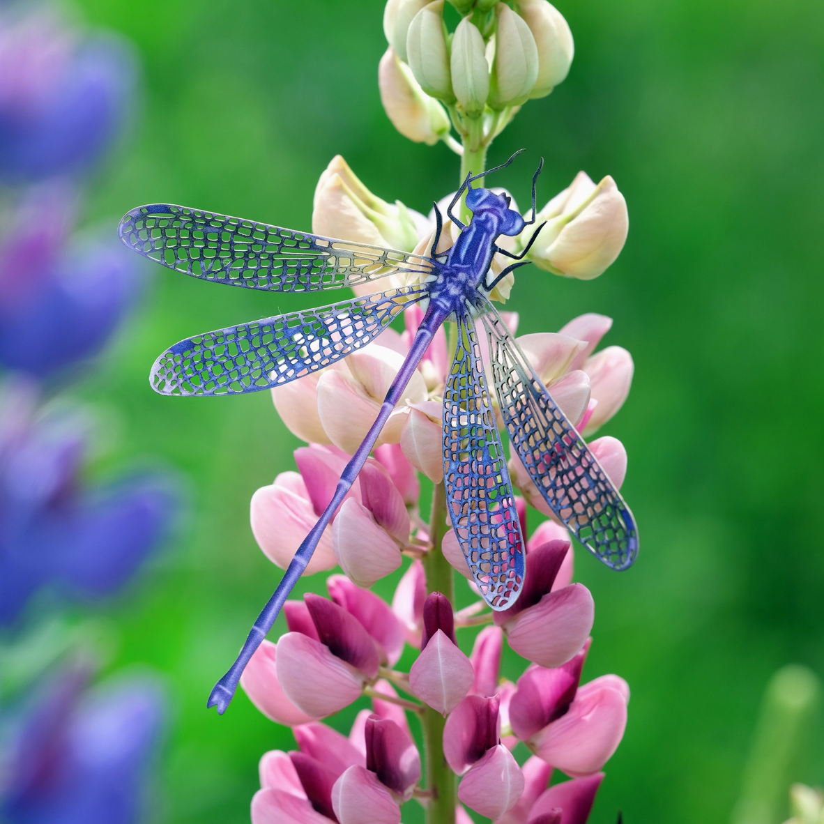 •AERIAL• dragonfly fine paper specimens