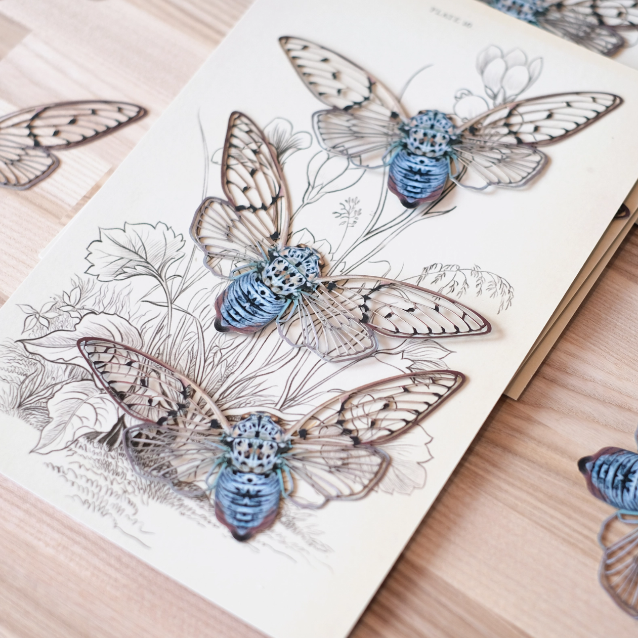 •GHOST• cicada fine paper specimens