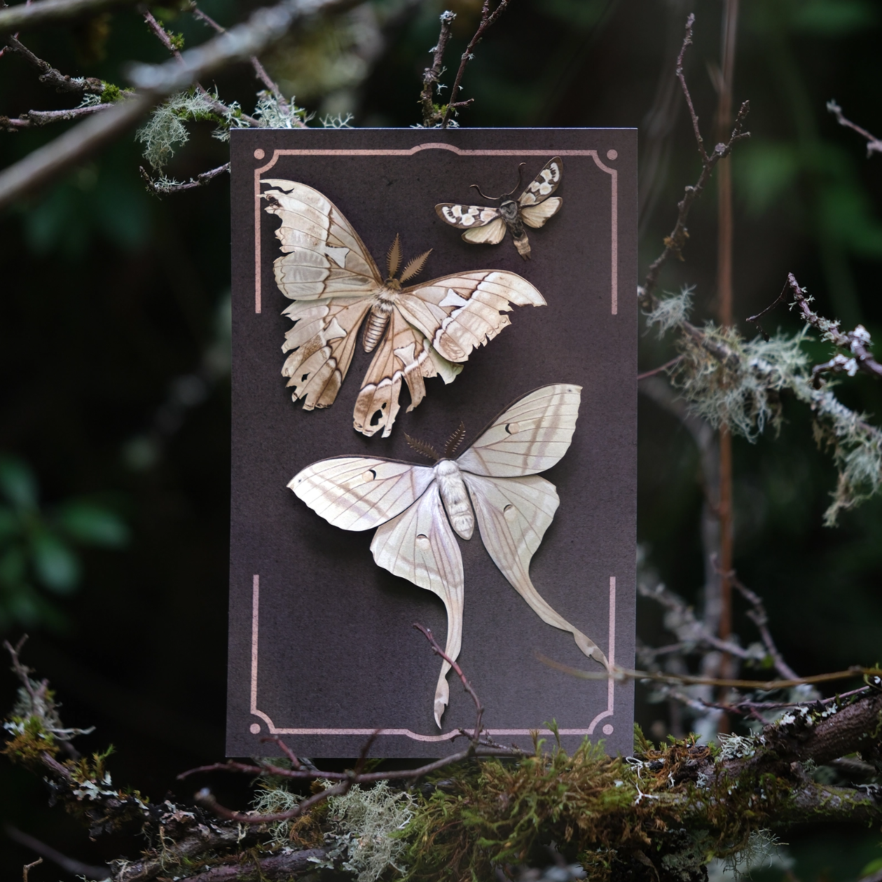 •LORE• moth fine paper specimens