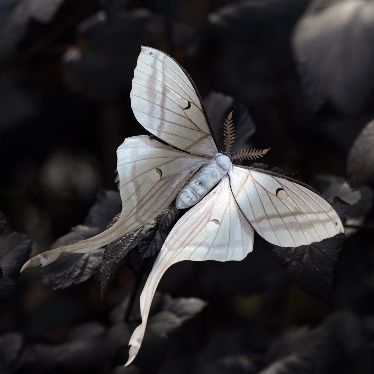 •LORE• moth fine paper specimens